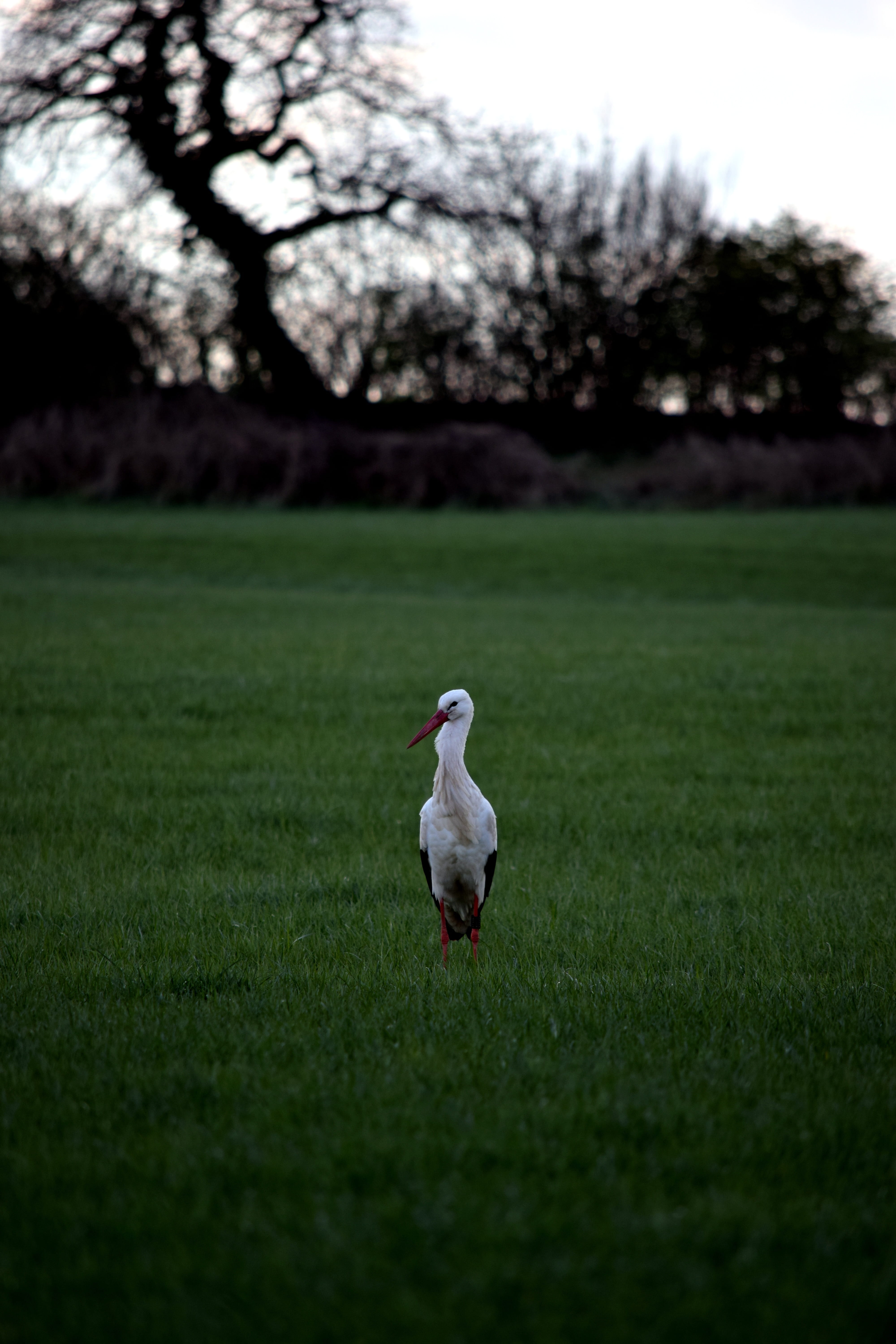 field, black white, focus on foreground, animal, outdoors, tree, adebar, growth, animal themes, no people, stork, rattle stork, 5K, bill, meadow, selective focus, Phone HD Wallpaper