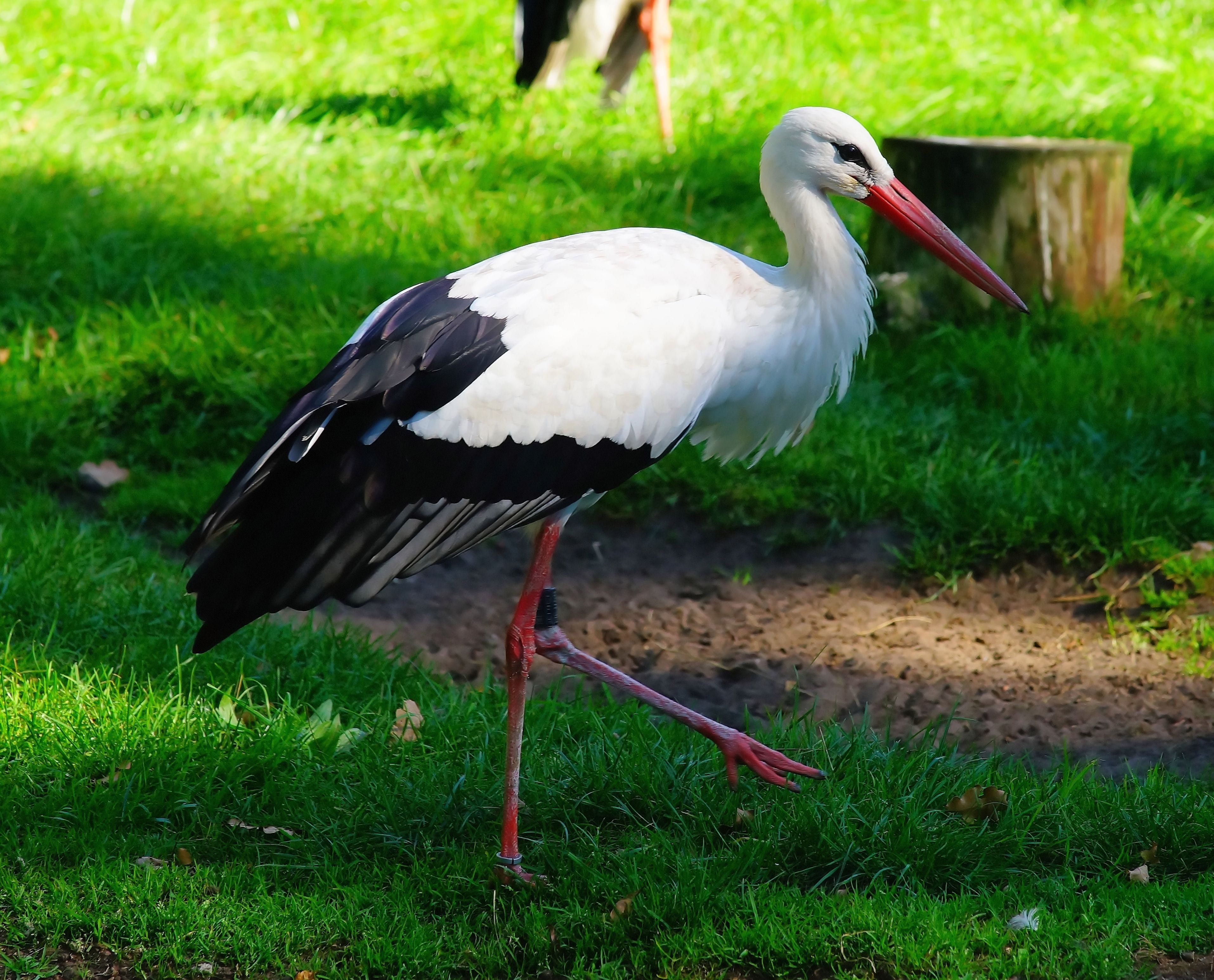 land, stork, animal portrait, green color, summer, day, eastern, 2K, grass, outdoors, vertebrate, plumage, stalk, bird, beak, adebar, animal wildlife, HD Wallpaper