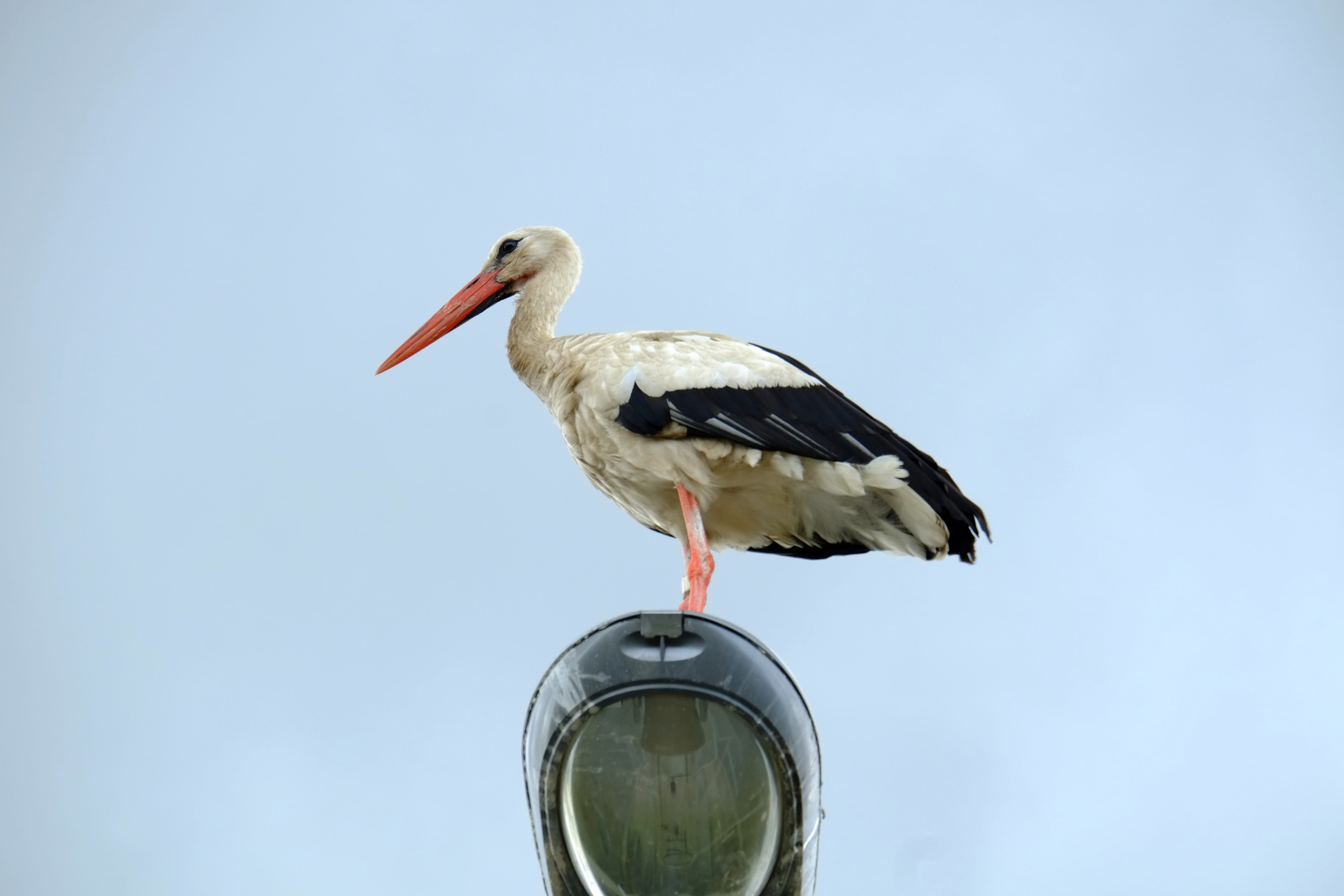 side view, day, Storks, birds, Bird, plumage, blue, sky, Animal, summer, no people, street light, animals in the wild, animal themes, outdoors, animal wildlife, HD Wallpaper