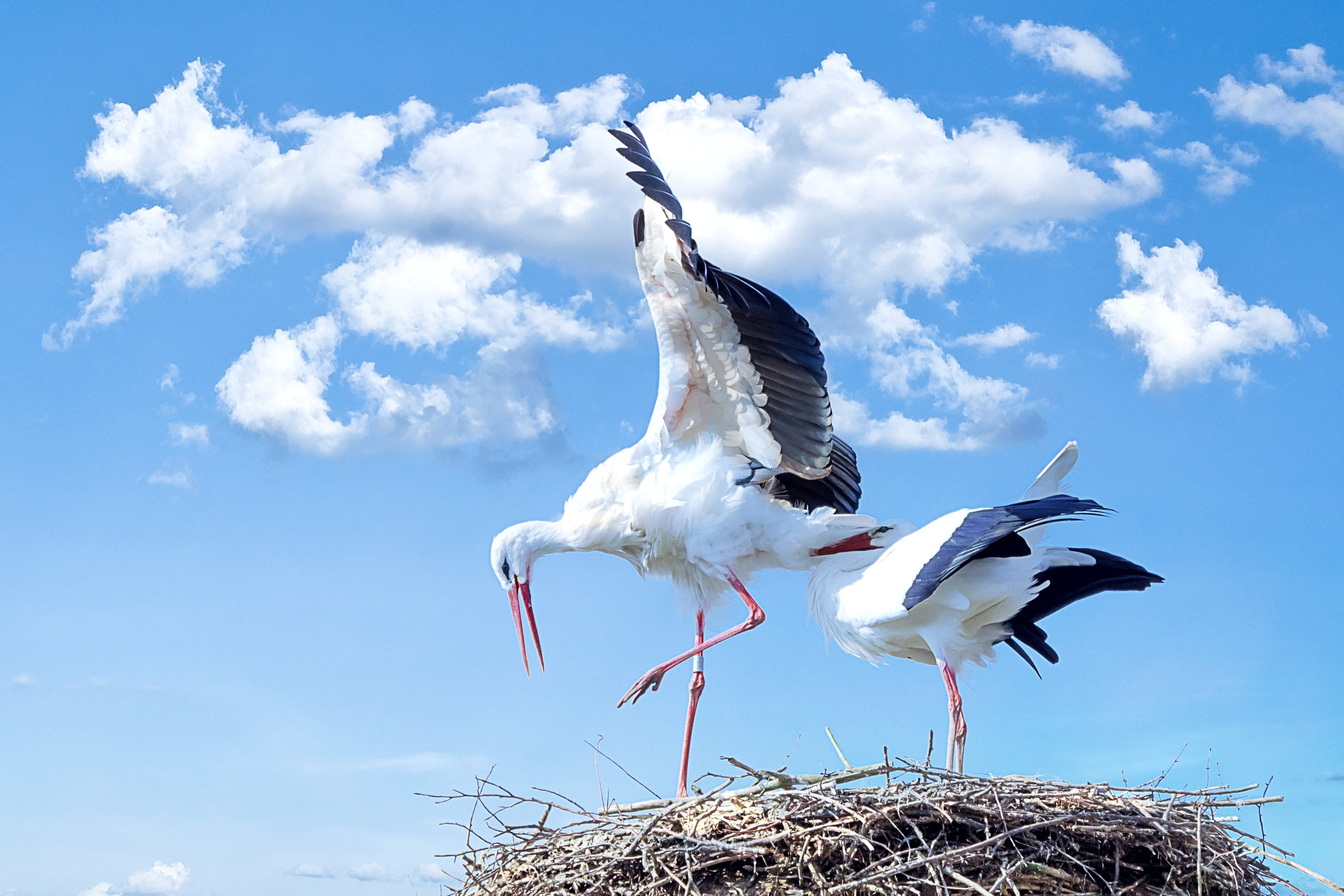 nature, long, cloud - sky, two, one animal, animals in the wild, stork, vertebrate, animal wildlife, animal nest, animal, two animals, outdoors, animal themes, HD Wallpaper