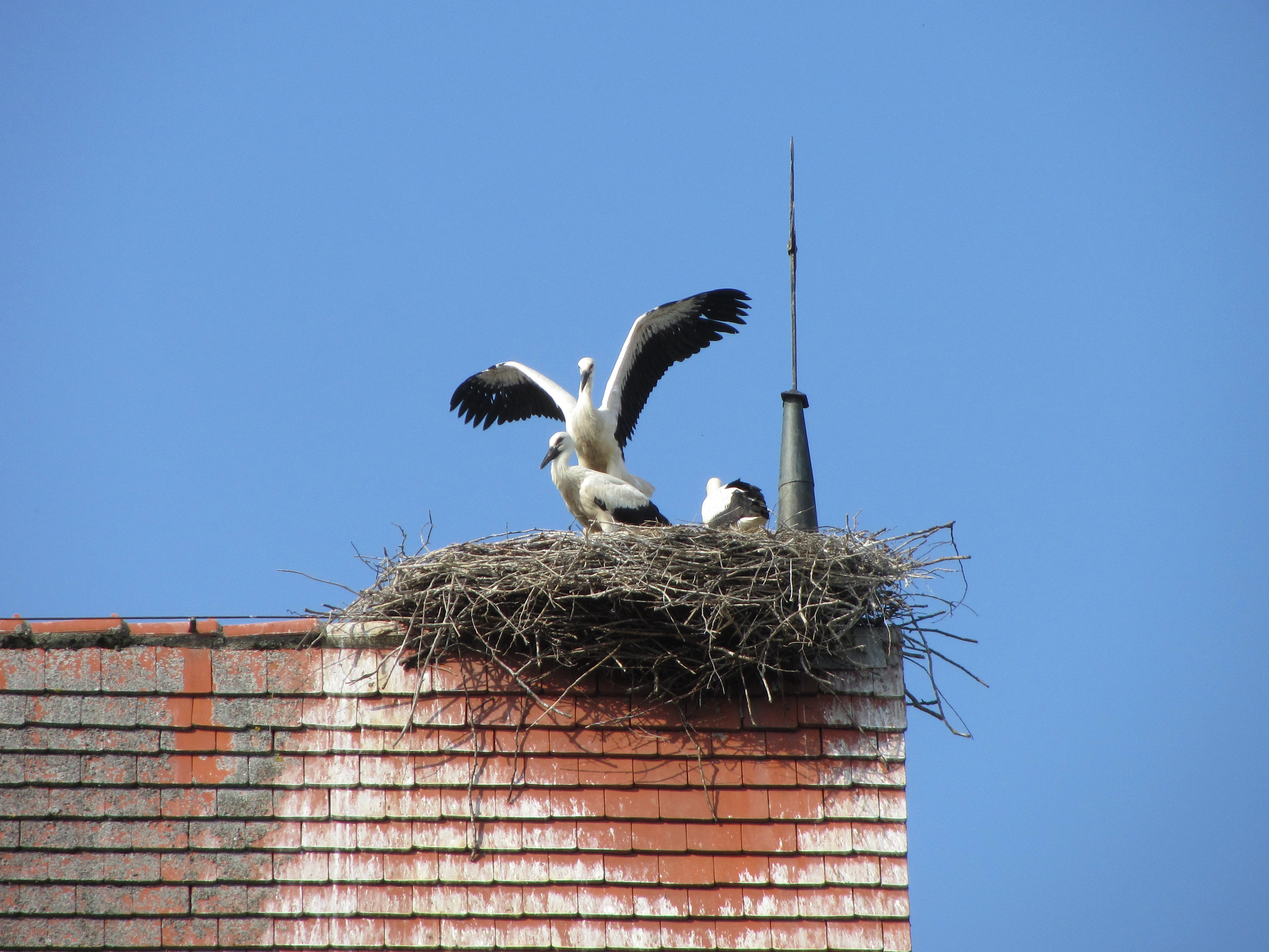 outdoors, two animals, nesting place, animals in the wild, clear sky, animal nest, storchennest, architecture, white stork, animal, animal themes, blue, HD Wallpaper
