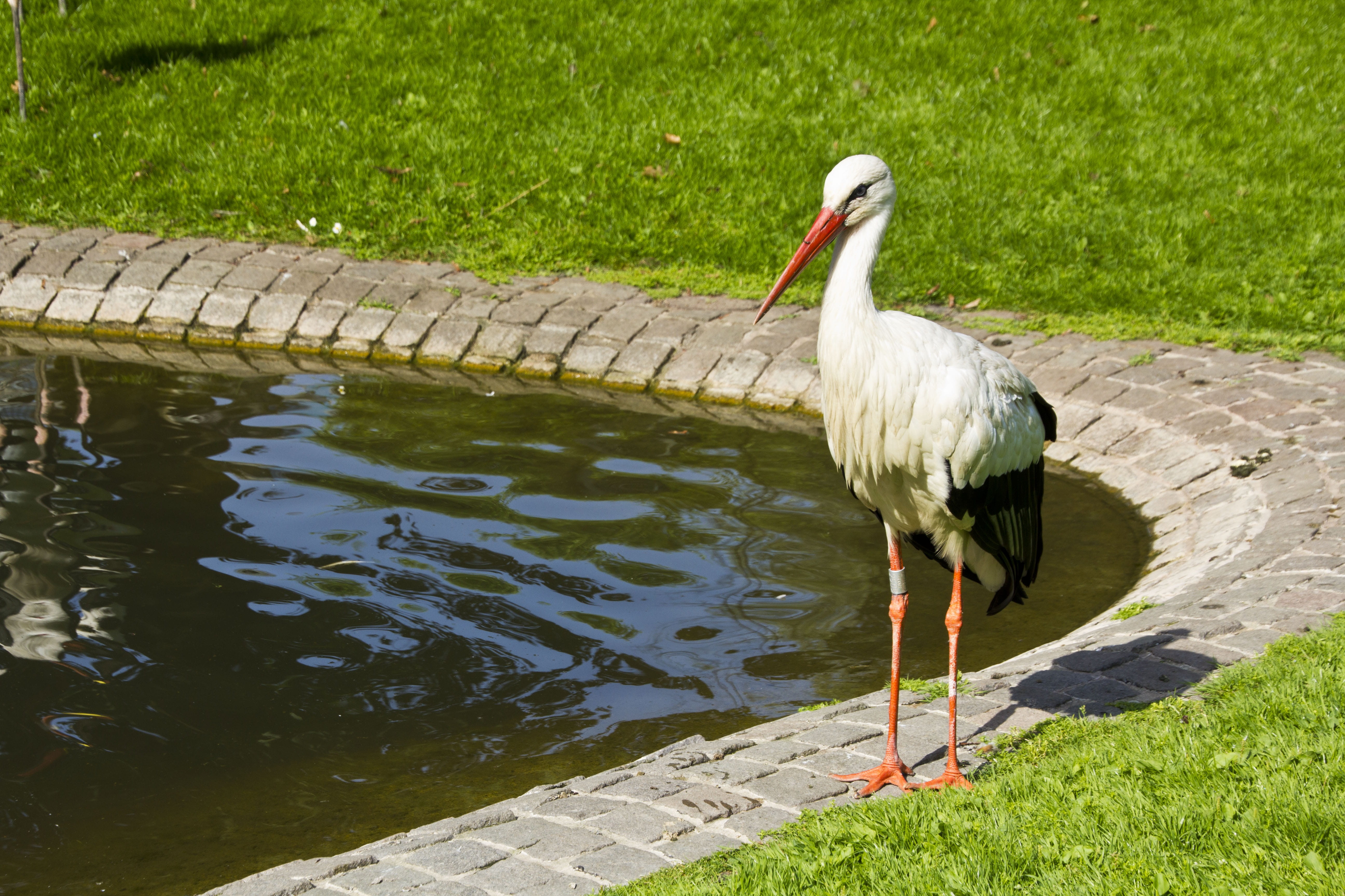 outdoors, animals in the wild, plant, park, one animal, green color, nature, water, rattle stork, animal, animal wildlife, animal themes, adebar, lake, HD Wallpaper
