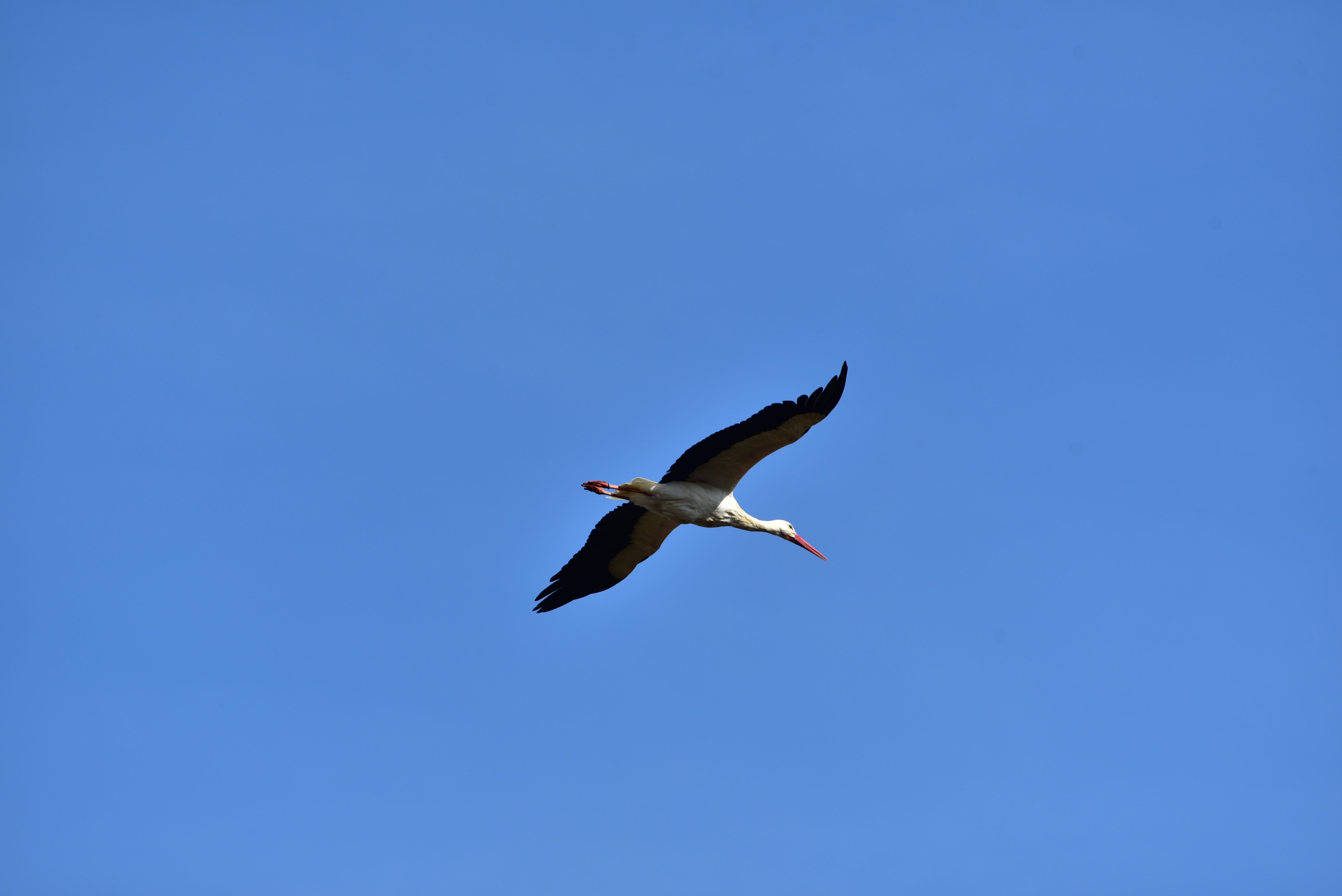 mid-air, bill, sky, freshwater bird, adebar, outdoors, feather, Stork, animal Wing, white stork, copy space, large beak, 5K, wildlife, animal, clear sky, HD Wallpaper