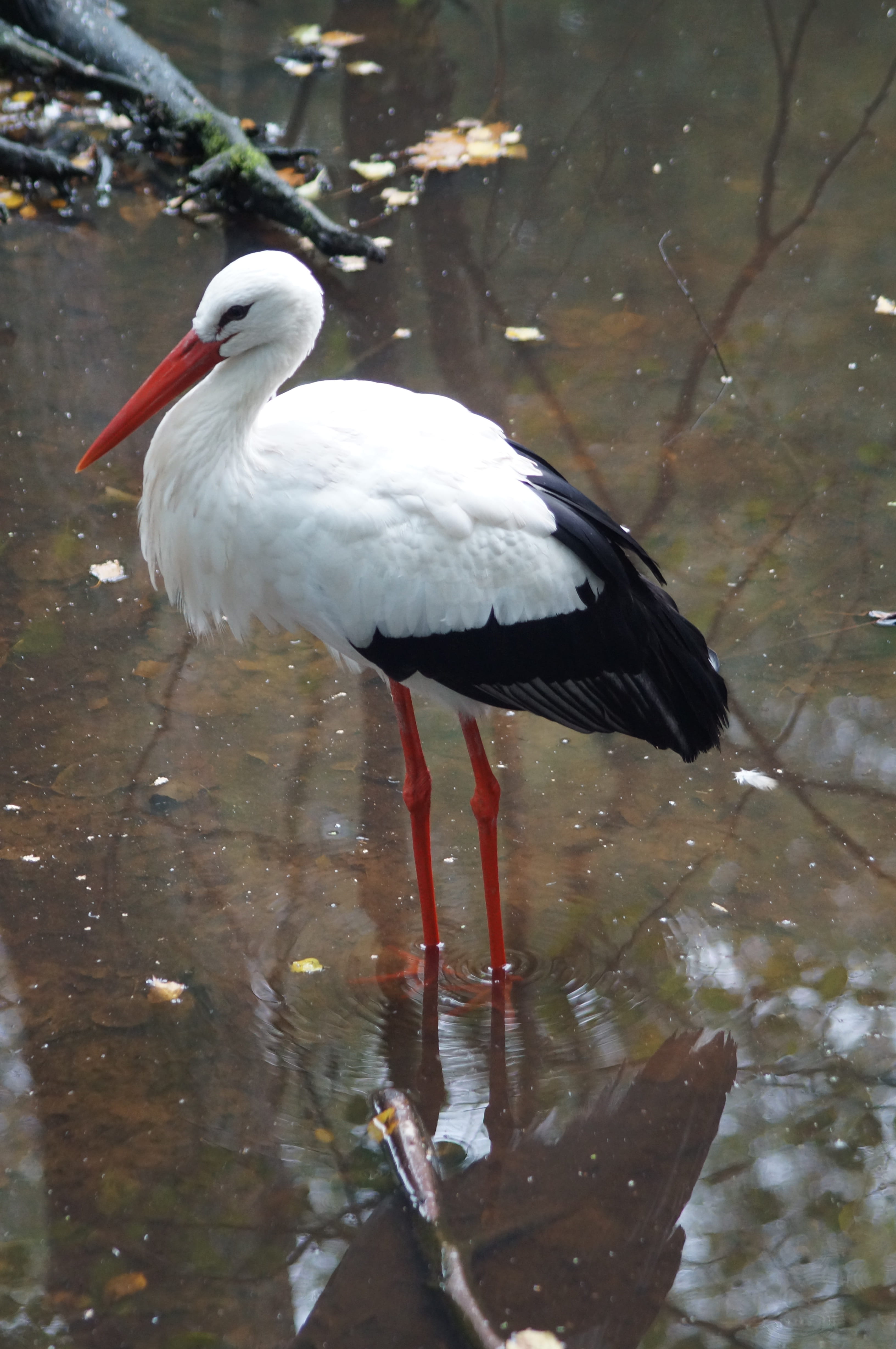 perching, white color, black and white, feather, adebar, waterfront, one animal, White Stork, pride, nature, vertebrate, beak, rattle stork, high angle view, Phone HD Wallpaper