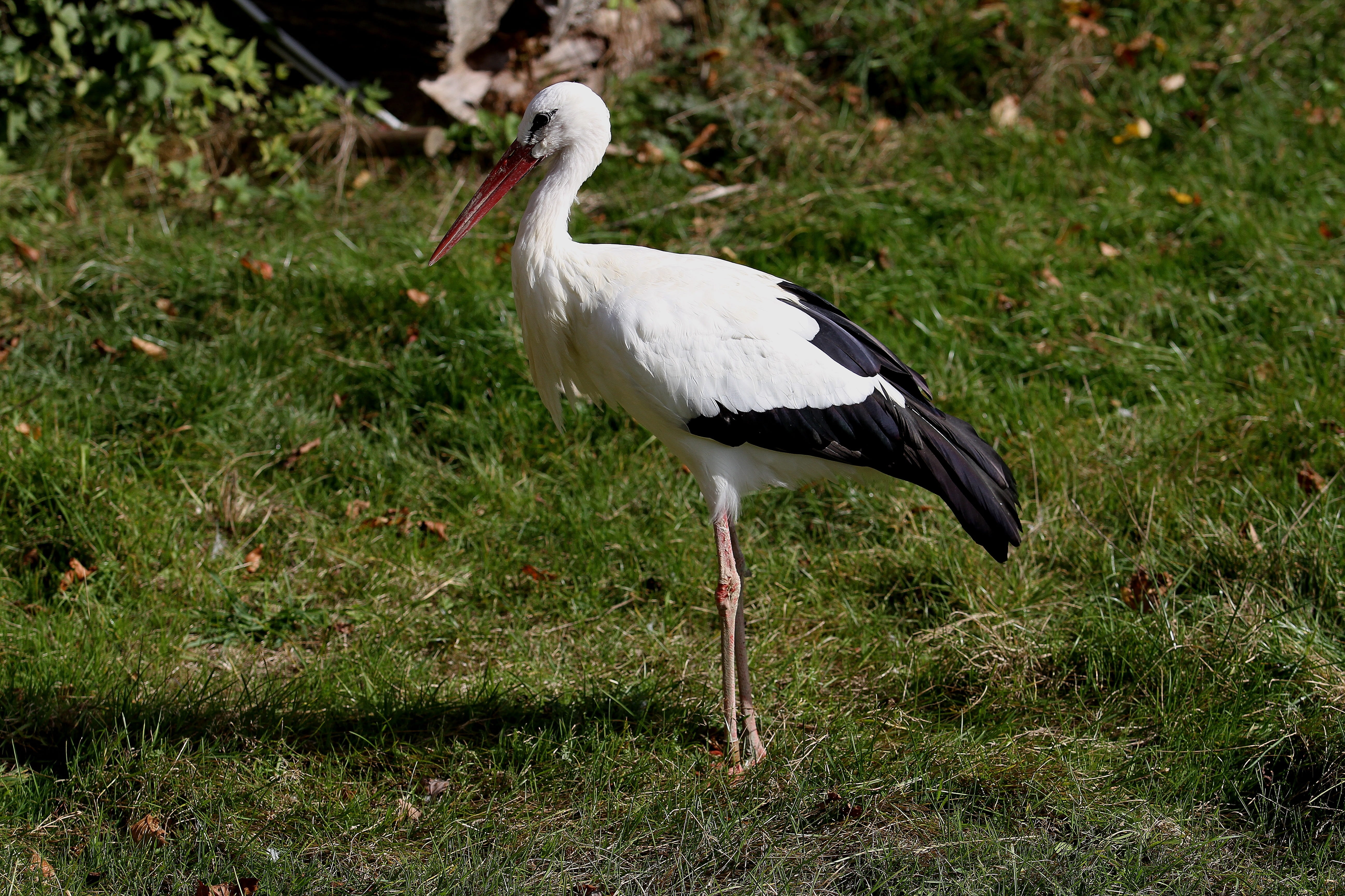 one animal, field, green color, vertebrate, white color, nature, outdoors, plant, 5K, land, animals in the wild, white stork, animal wildlife, grass, no people, HD Wallpaper