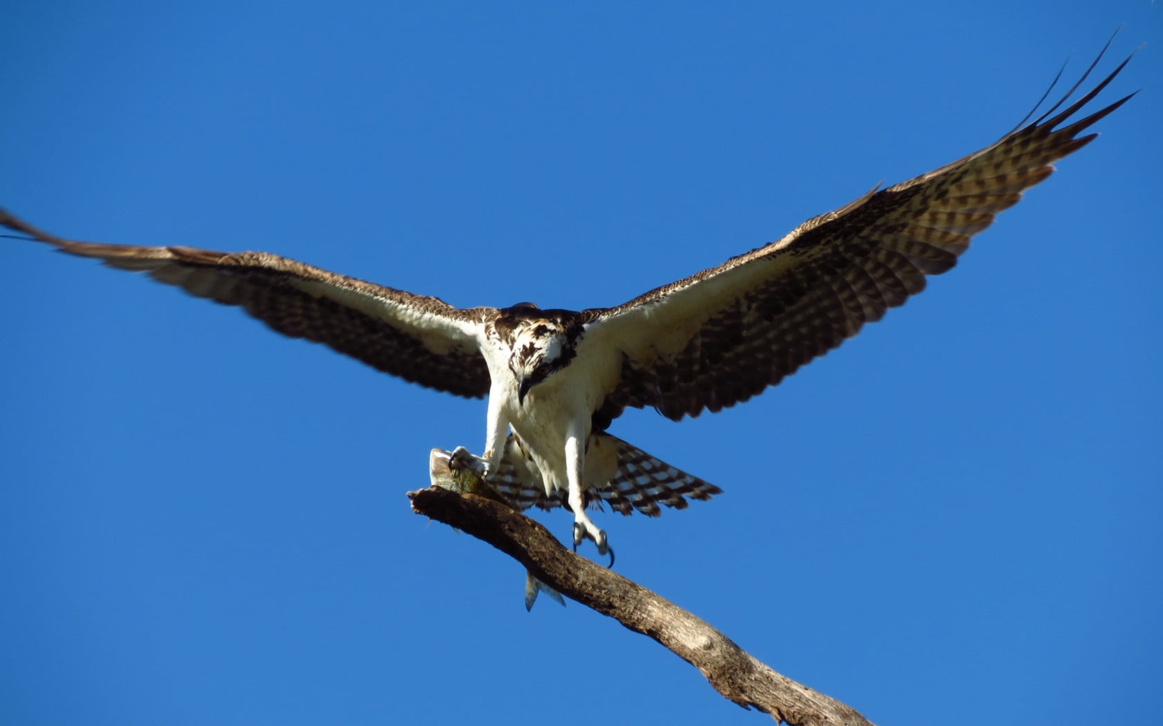 bird of prey, nature, predator, bird, no people, hawk, one animal, eagle - bird, blue, vertebrate, falcon - bird, low angle view, plant, osprey, branch, HD Wallpaper
