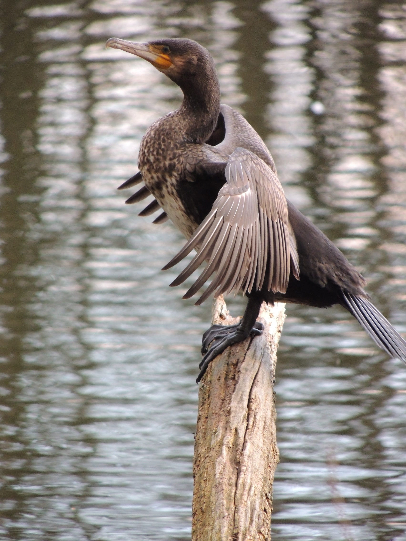 wood - material, day, wing-beat, animal wildlife, wooden post, vertebrate, water bird, perching, one animal, beauty in nature, nature, animal themes, beak, Phone HD Wallpaper