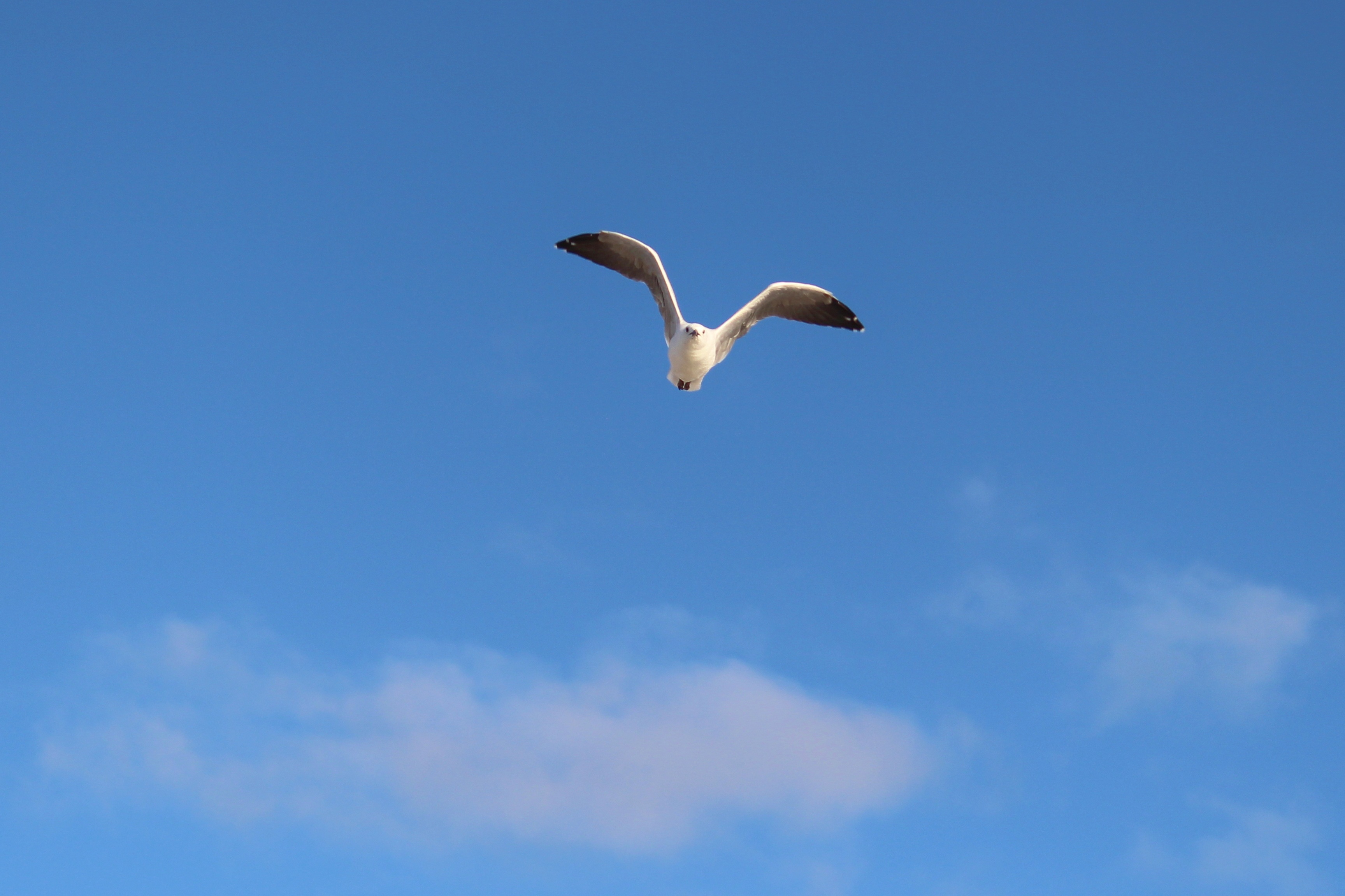 cloud - sky, outdoors, animal wildlife, bird, vertebrate, sky, low angle view, flight, animal, no people, one animal, day, nature, blue, mid-air, animals in the wild, HD Wallpaper