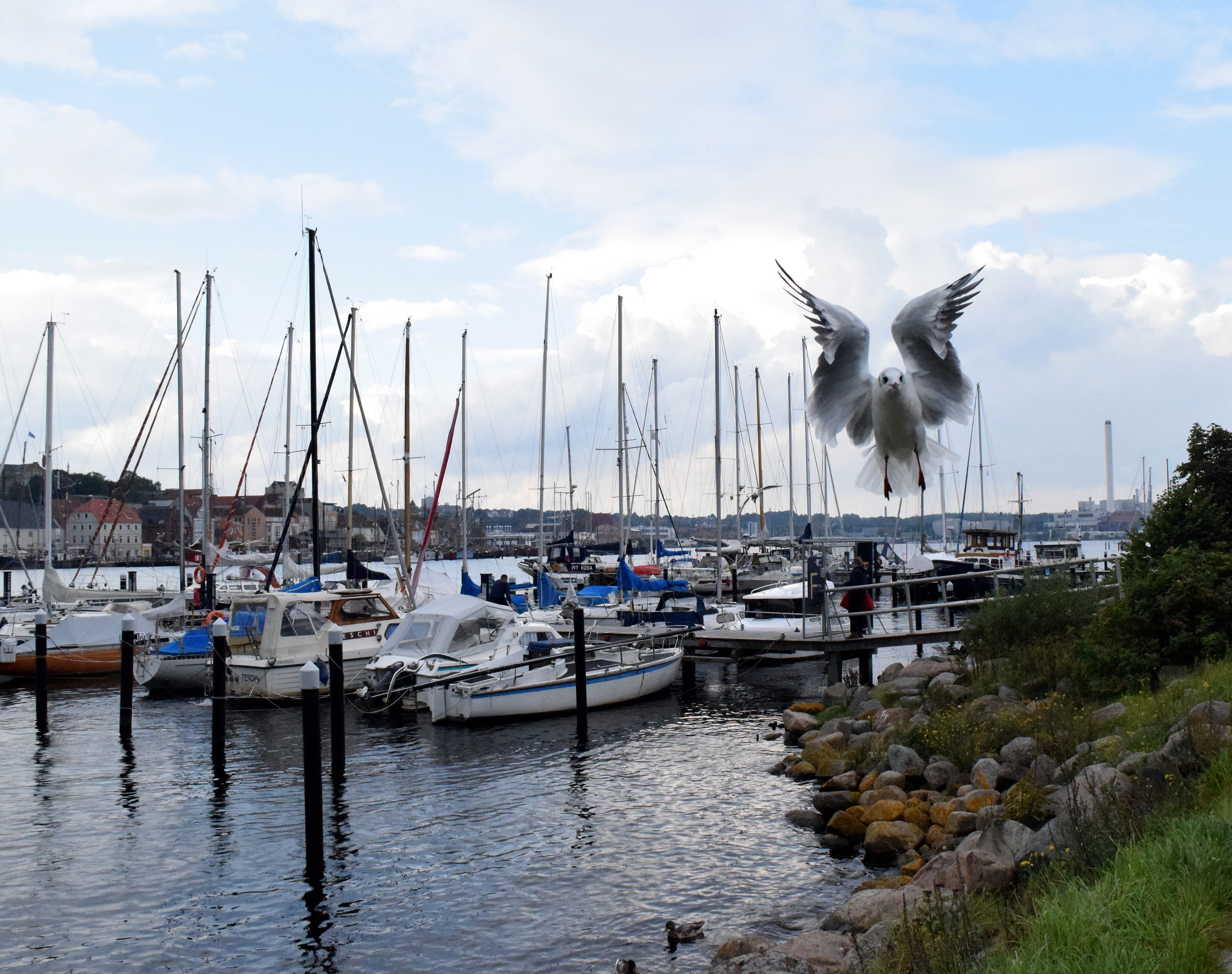 moored, port, one animal, flight, animal, sailing boats, harbor, cloud - sky, day, no people, 4K, transportation, feather, seagull, building exterior, HD Wallpaper