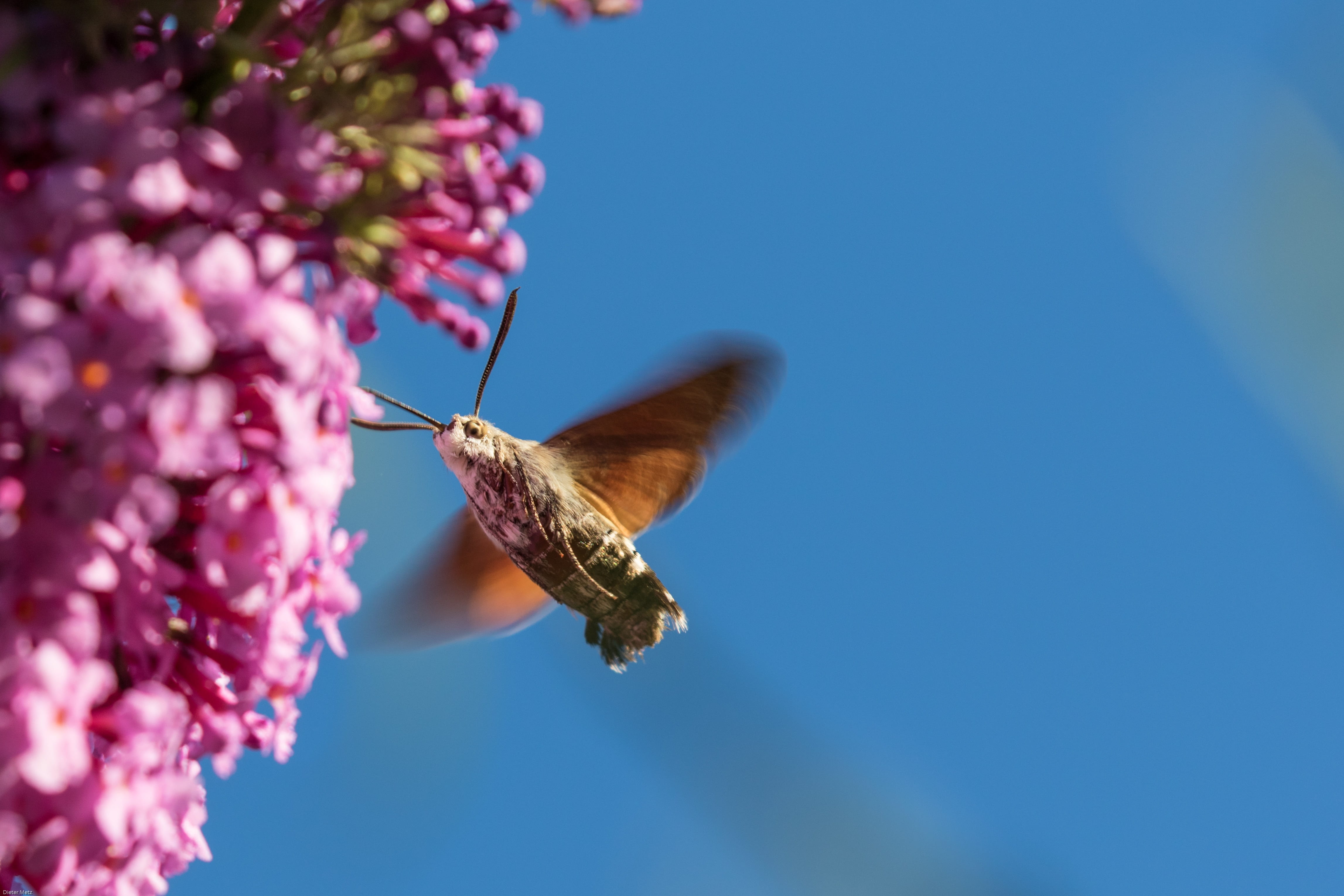 animal wildlife, one animal, insect, no people, beauty in nature, animal themes, freshness, butterfly, flower head, hummingbird hawk moth, animals in the wild, HD Wallpaper