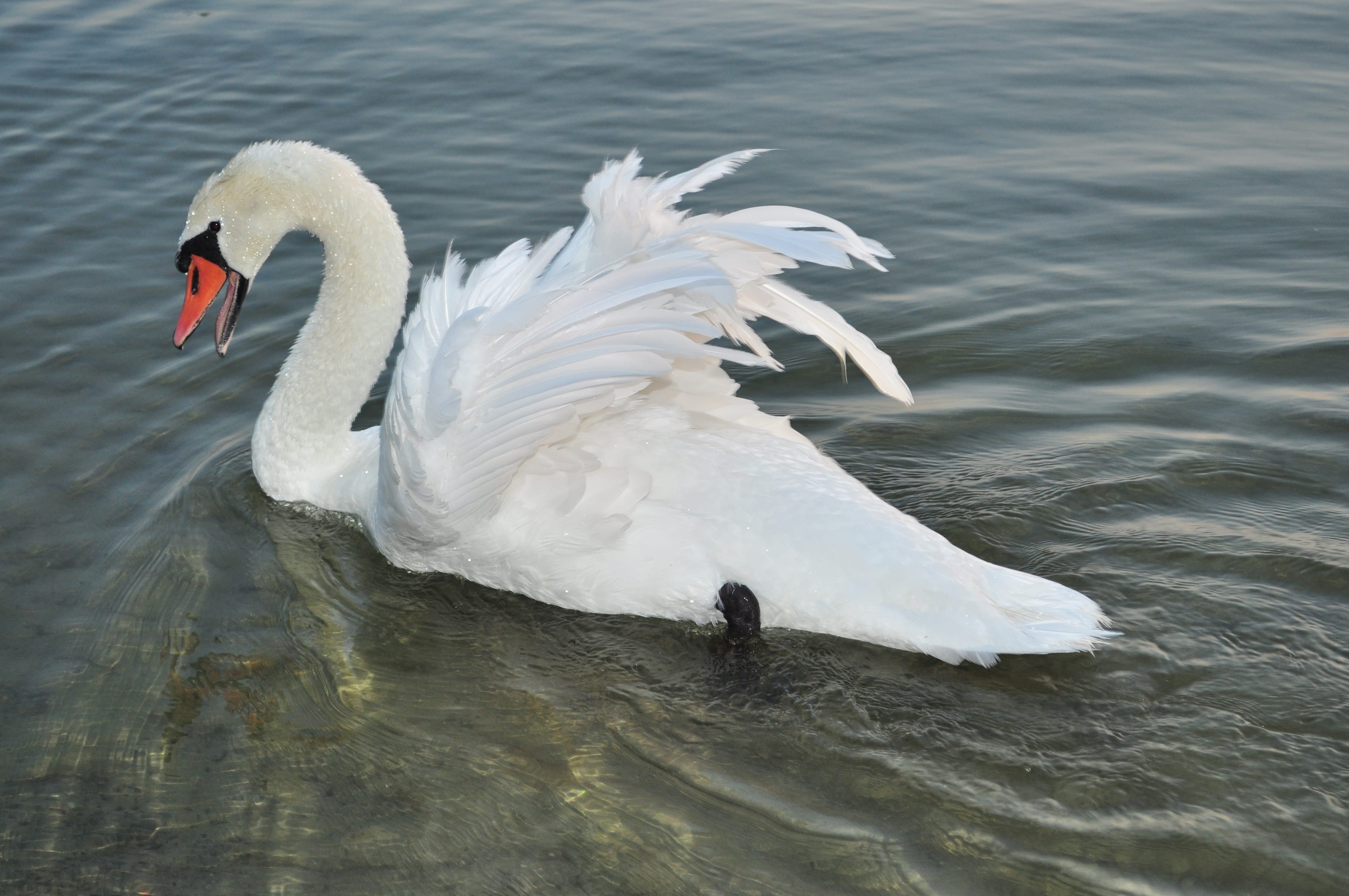 one animal, day, waters, animals in the wild, zoology, animal themes, flapping, swan, vertebrate, 2K, waterfront, swimming, beak, nature, animal neck, HD Wallpaper