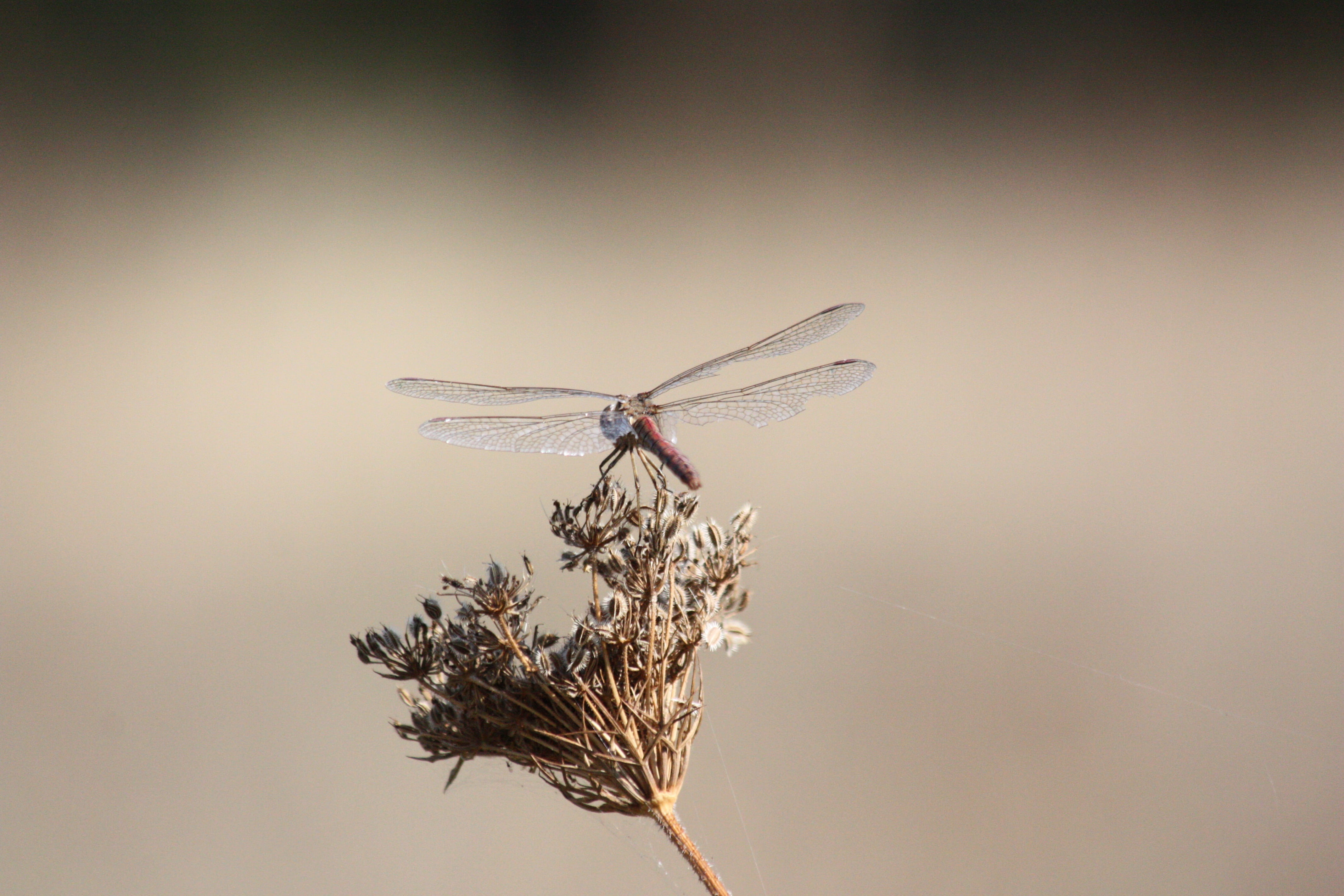 focus on foreground, animal, dom, 4K, close, one animal, autumn, invertebrate, animal wing, animal themes, wing beat, insect, day, perching, creature, HD Wallpaper