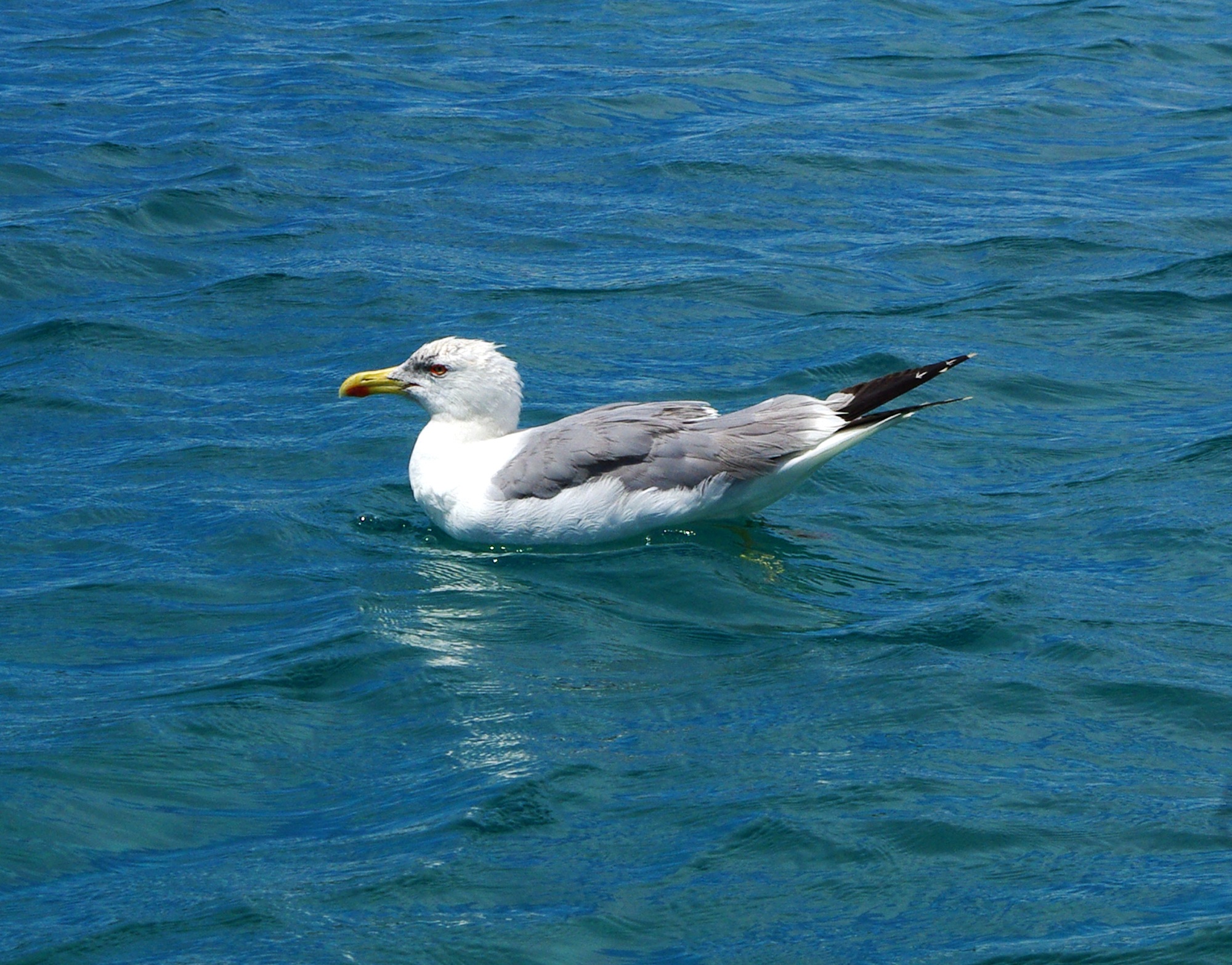 flight, close, animal wildlife, ocean, wave, 1080P, flapping, blue, one animal, beak, waterfront, beauty in nature, animal, fly, no people, seagull, day, HD Wallpaper