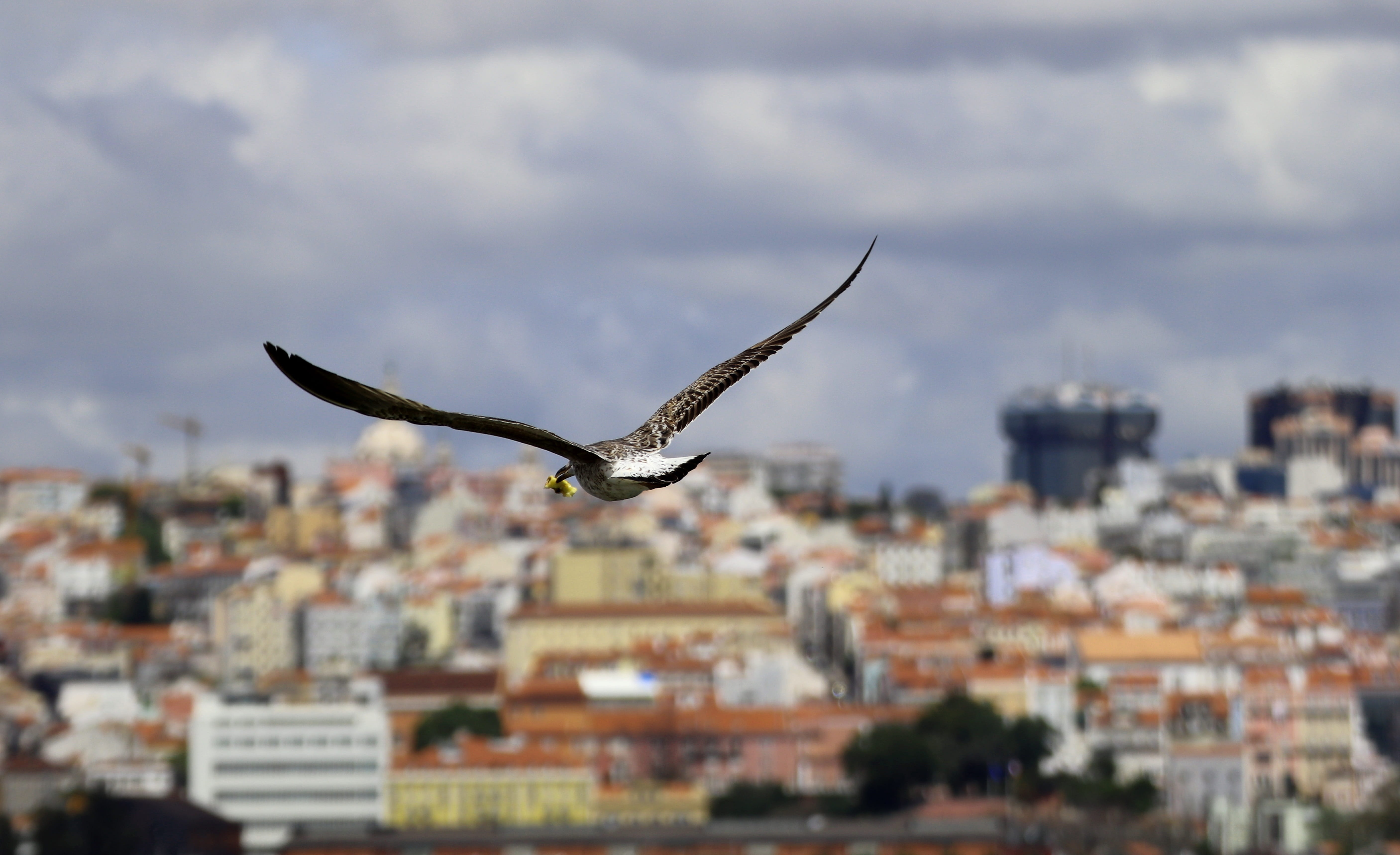 building, sky, seevogel, city, wing, architecture, 5K, animal themes, water bird, no people, animal, animal wildlife, cloud - sky, building exterior, seagull, HD Wallpaper