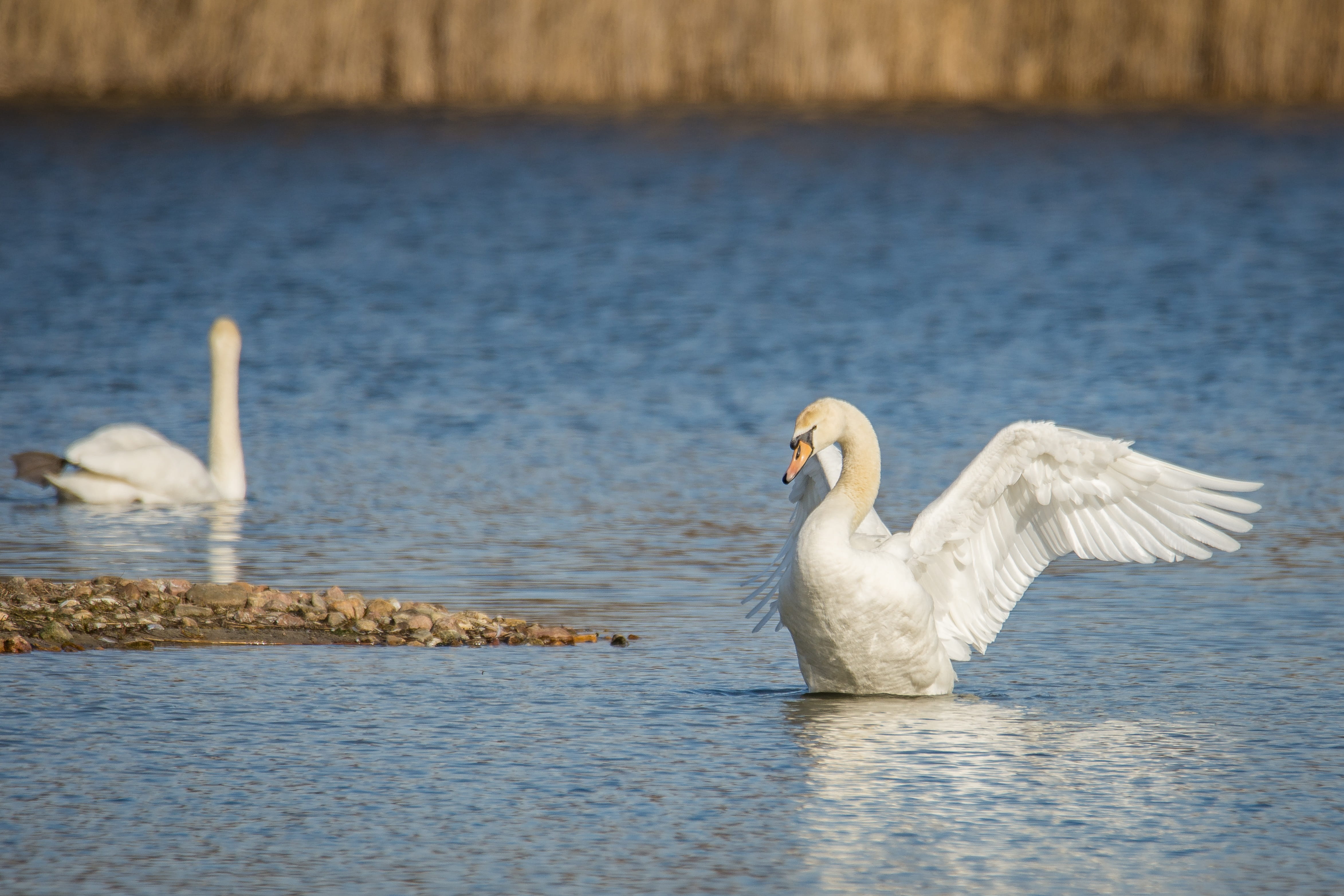 animal Wing, lake, 4K, animal portrait, animal world, animals in the wild, blue, swimming, animal family, pond, waters, two animals, reflection, cygnet, HD Wallpaper