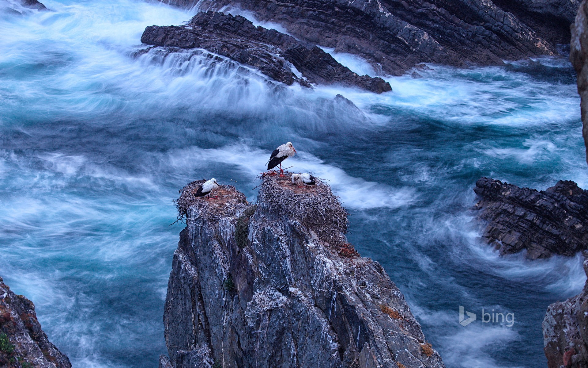 white stork, Portugal, sard, cabo, Odemira, o, black, bird, rocks, 1080P, poultry, sea, Cabo Sardão, white, HD Wallpaper