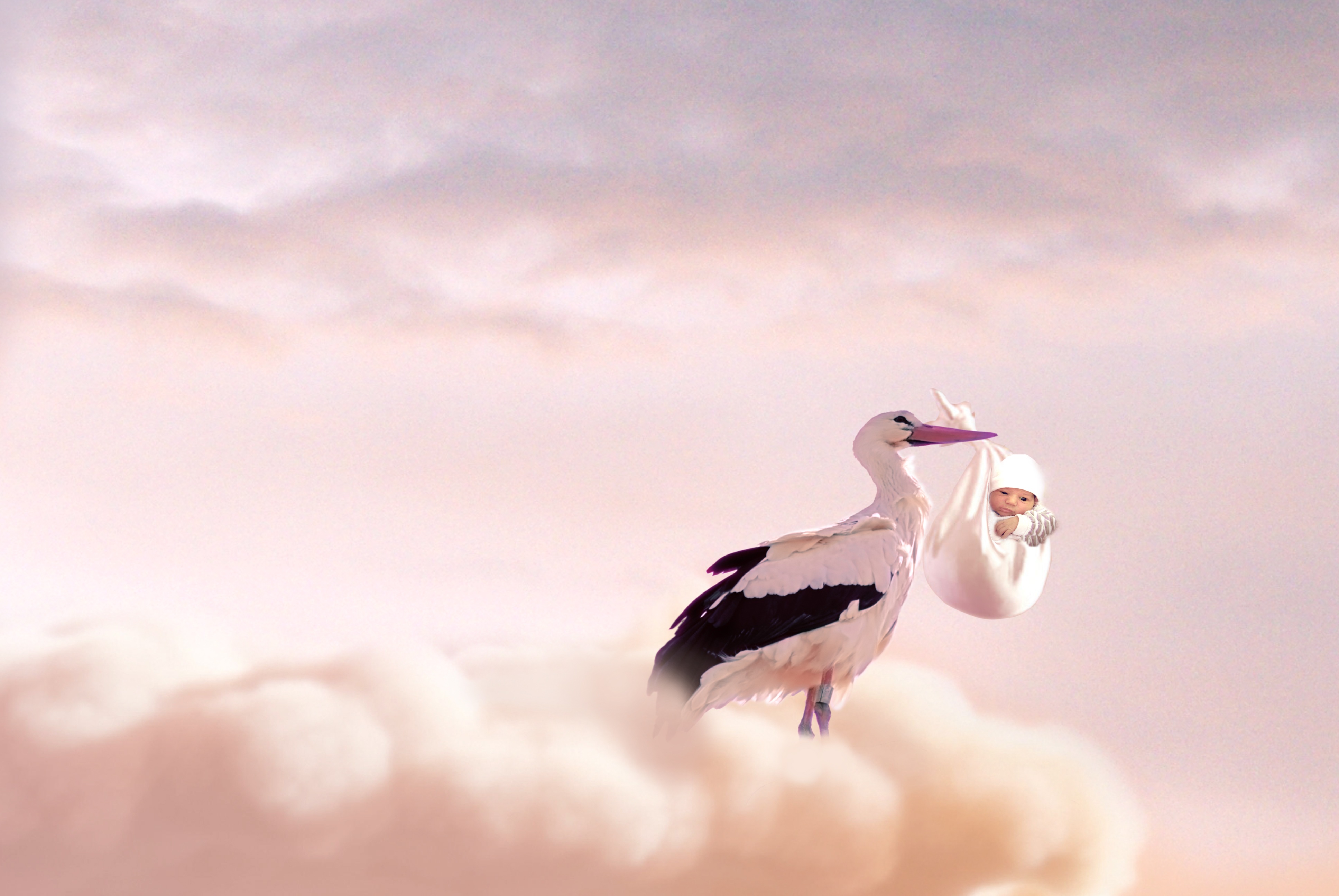 vertebrate, flying, bird, spread wings, 4K, animal, day, sky, animals in the wild, motion, full length, nature, birth, one animal, wildlife, baby, holding, HD Wallpaper