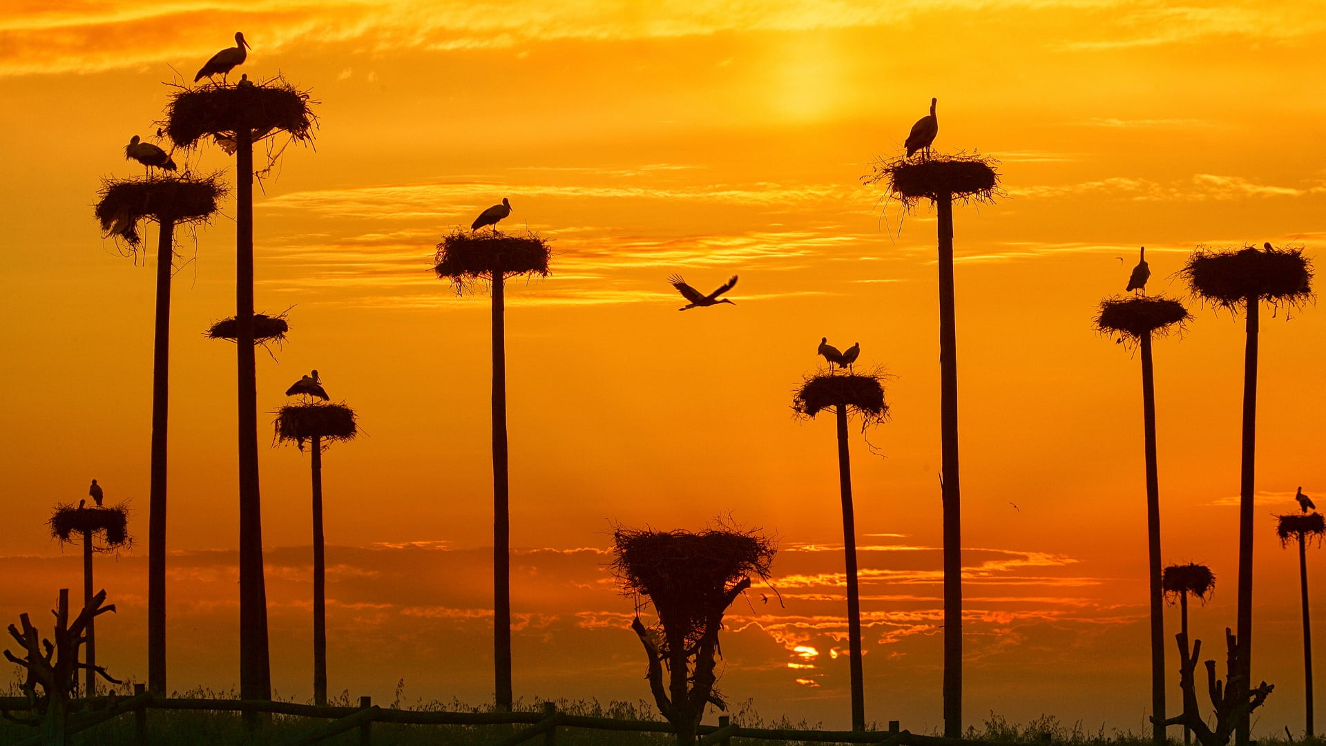 nests, 1080P, Spain, grass, sunset, nature, Sun, clouds, White stork, HD Wallpaper