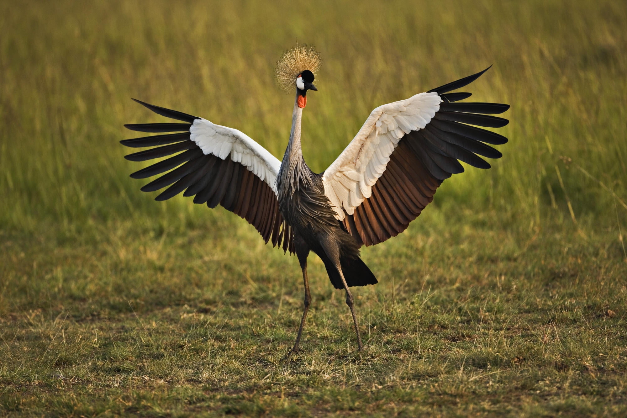 grass, field, cranes, feathers, vertebrate, color, birds, one animal, wildlife, crane - Bird, animal wildlife, 1080P, animal, flapping, stork, beak, animals In The Wild, HD Wallpaper