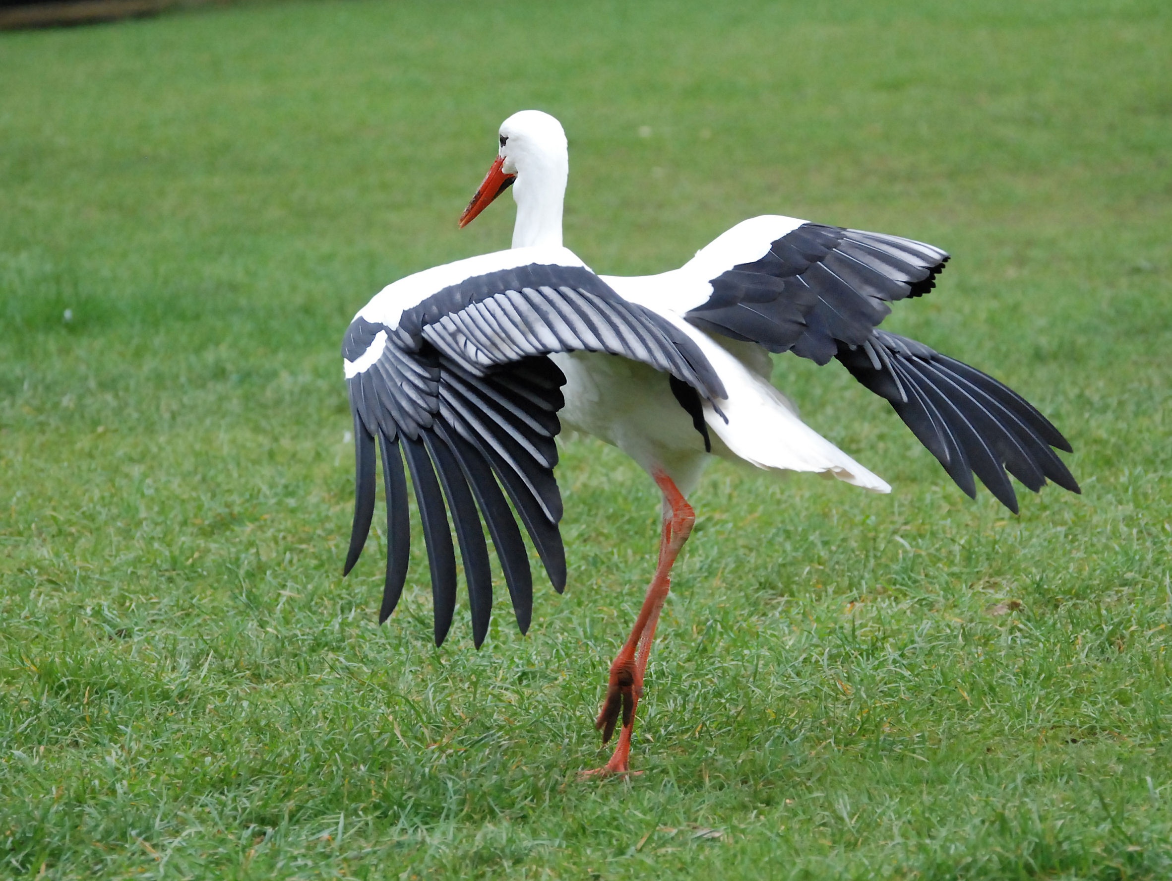 field, white, spreading, animal wildlife, green color, day, animals in the wild, 1080P, flying, one animal, no people, bill, animal neck, outdoors, spread wings, HD Wallpaper