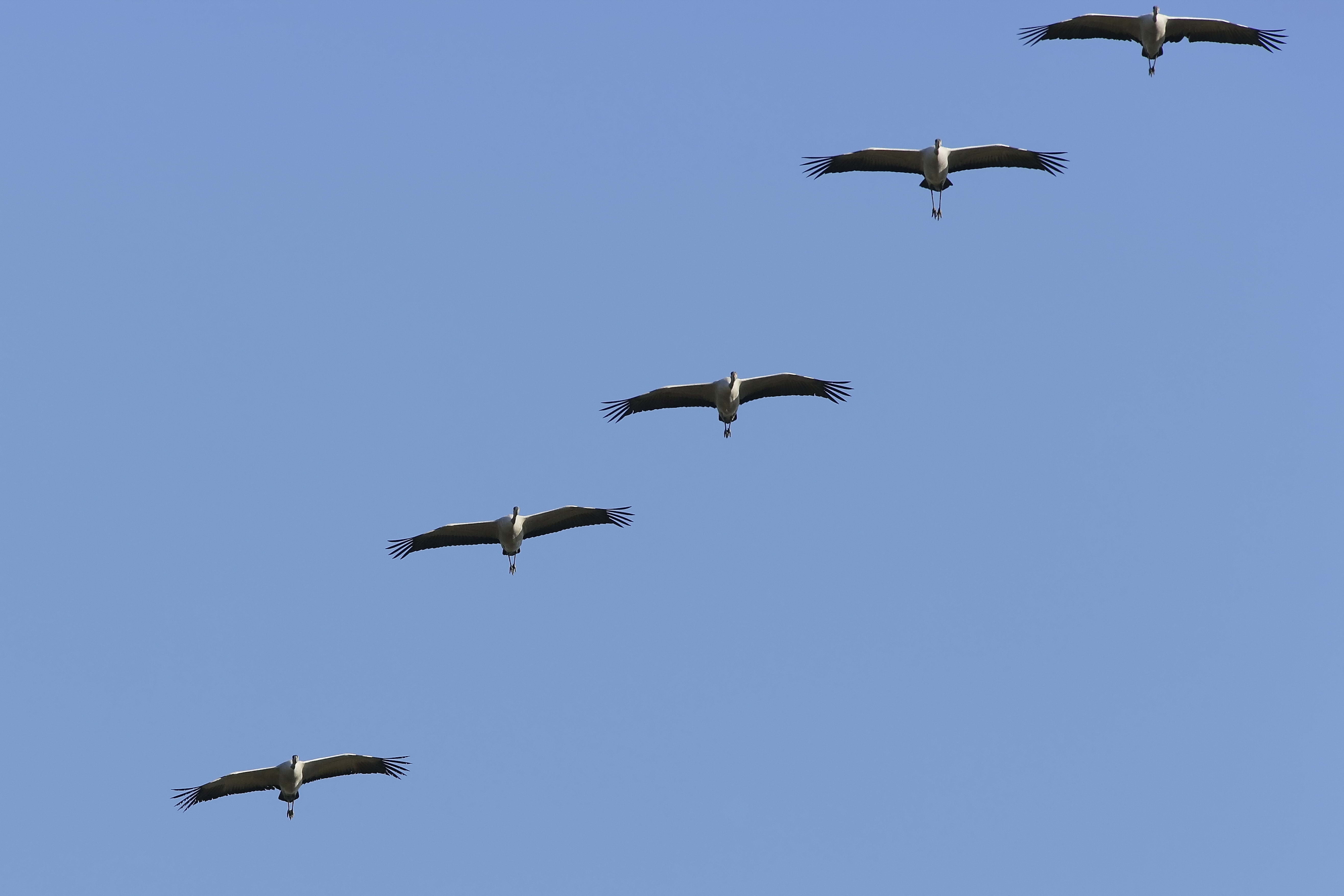 no people, five, day, outdoors, bird, 5K, beauty In Nature, flock of birds, nature, vertebrate, animal wildlife, blue, wildlife, summer, low angle view, HD Wallpaper