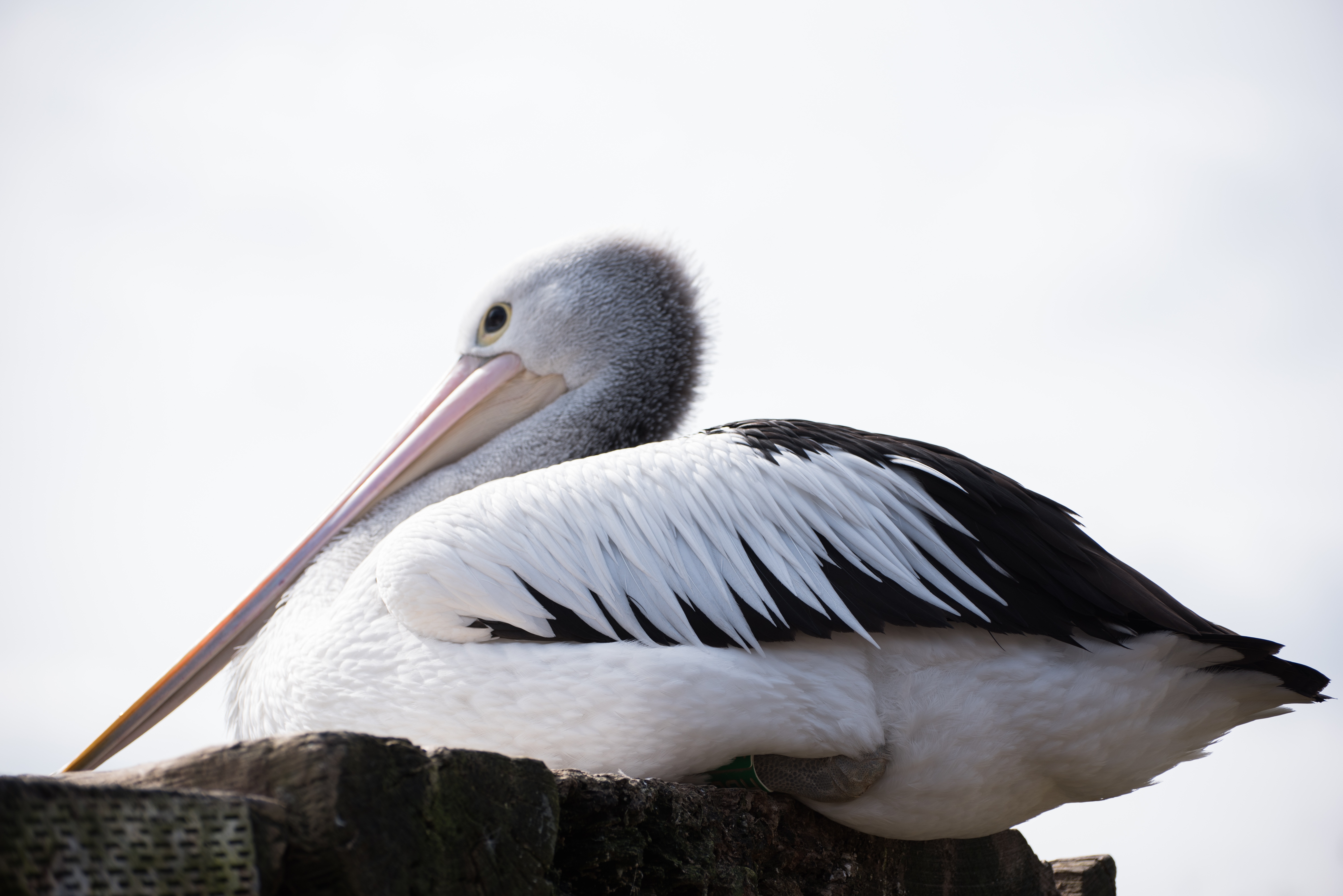 sky, animal wildlife, pairi daiza, close-up, beak, pelican, bird, no people, one animal, vertebrate, animal, white color, stork, day, animal themes, white stork, HD Wallpaper