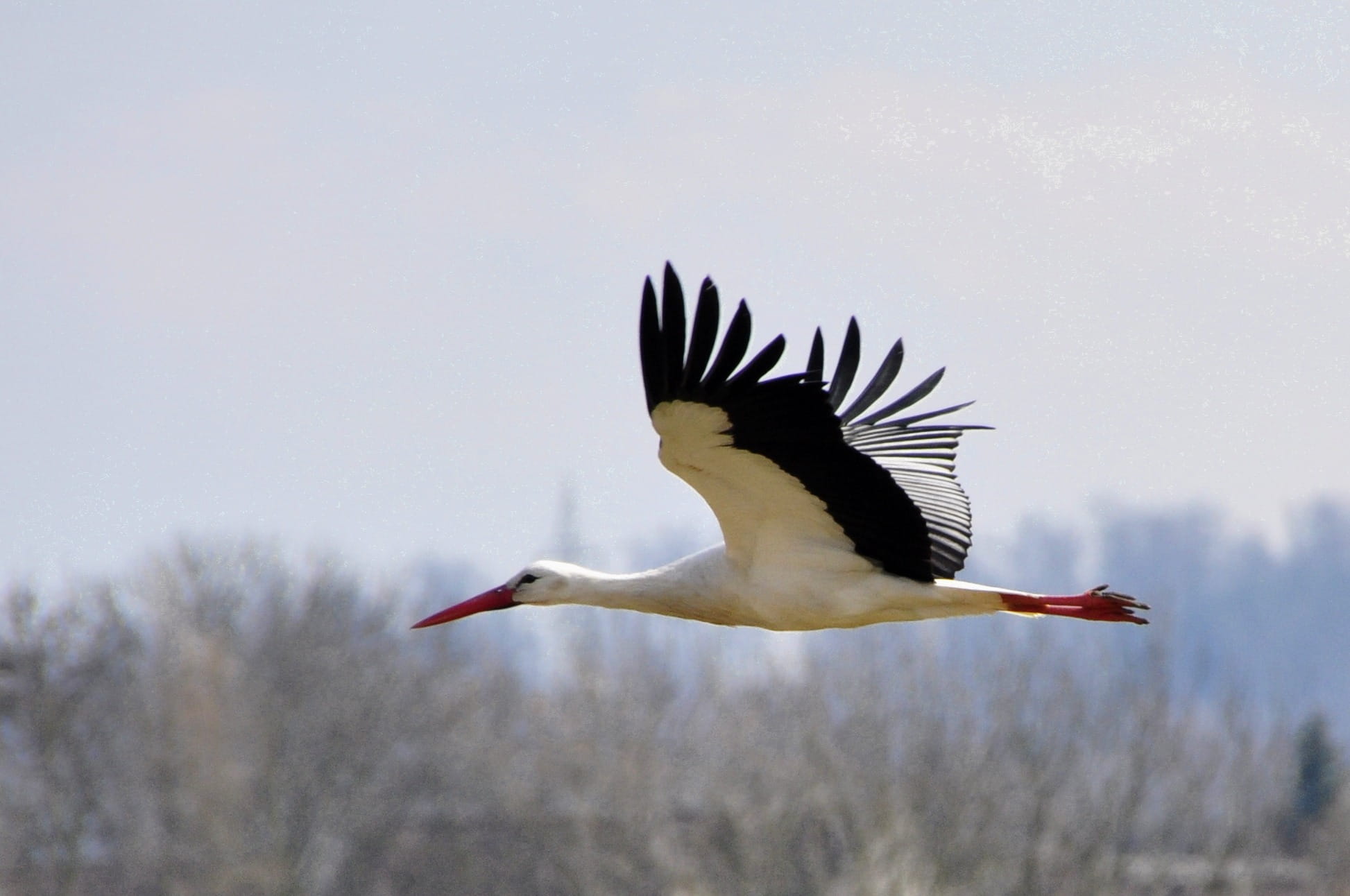animals In The Wild, feather, animal wildlife, spread wings, nature, white, stork, black, sky, 1080P, bird, outdoors, daytime, wildlife, one animal, mid-air, HD Wallpaper