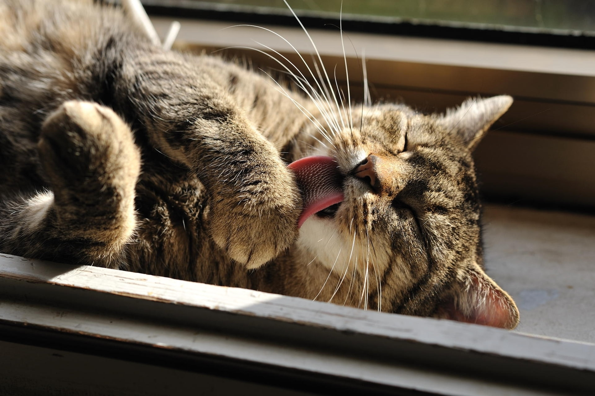 1080P, washes, cat, Giovanni Zacche, photographer, HD Wallpaper