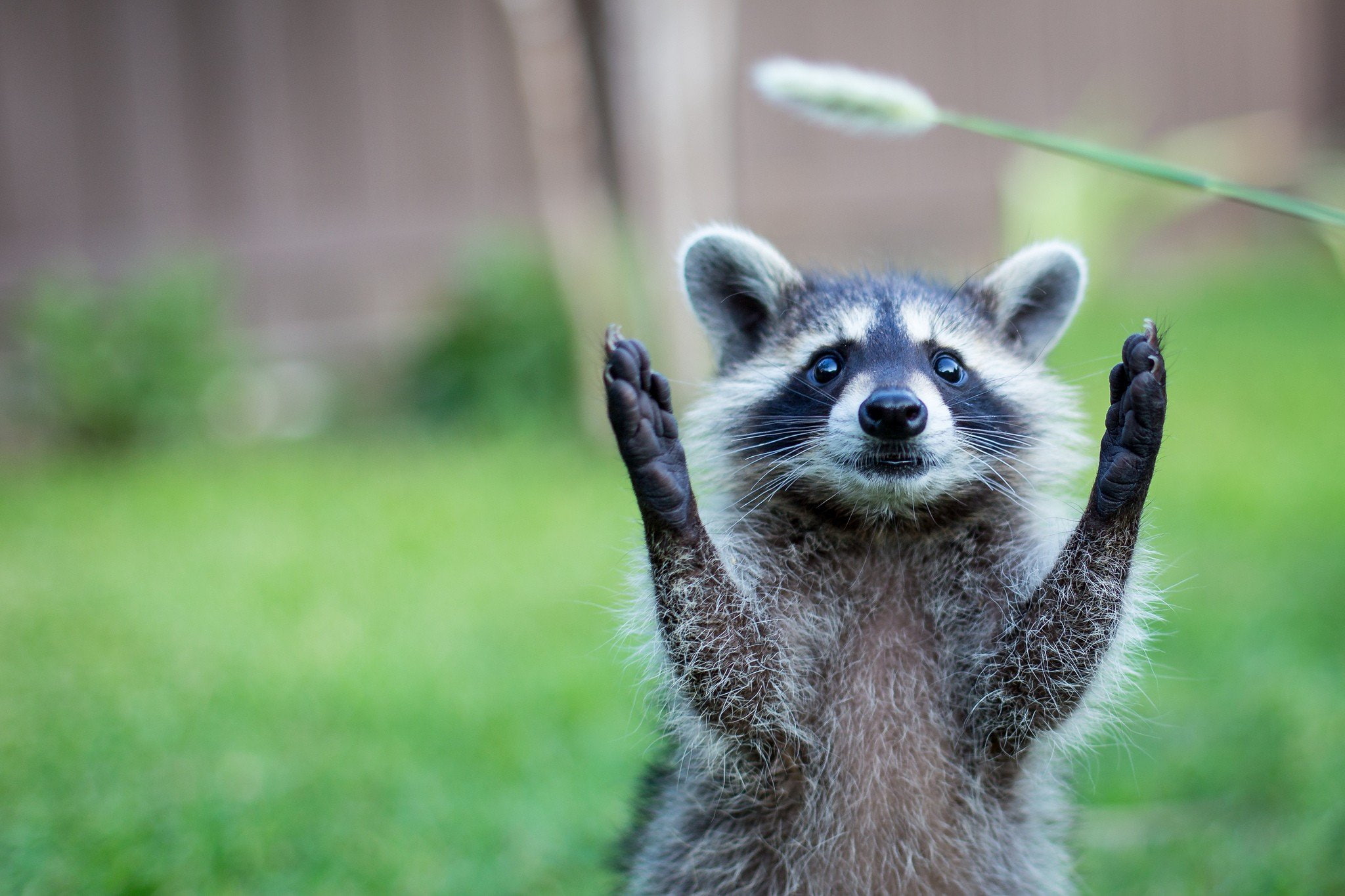 2048x1365 px, hd, hot, art, 1080P, anime, Raccoons, px, x, HD Wallpaper