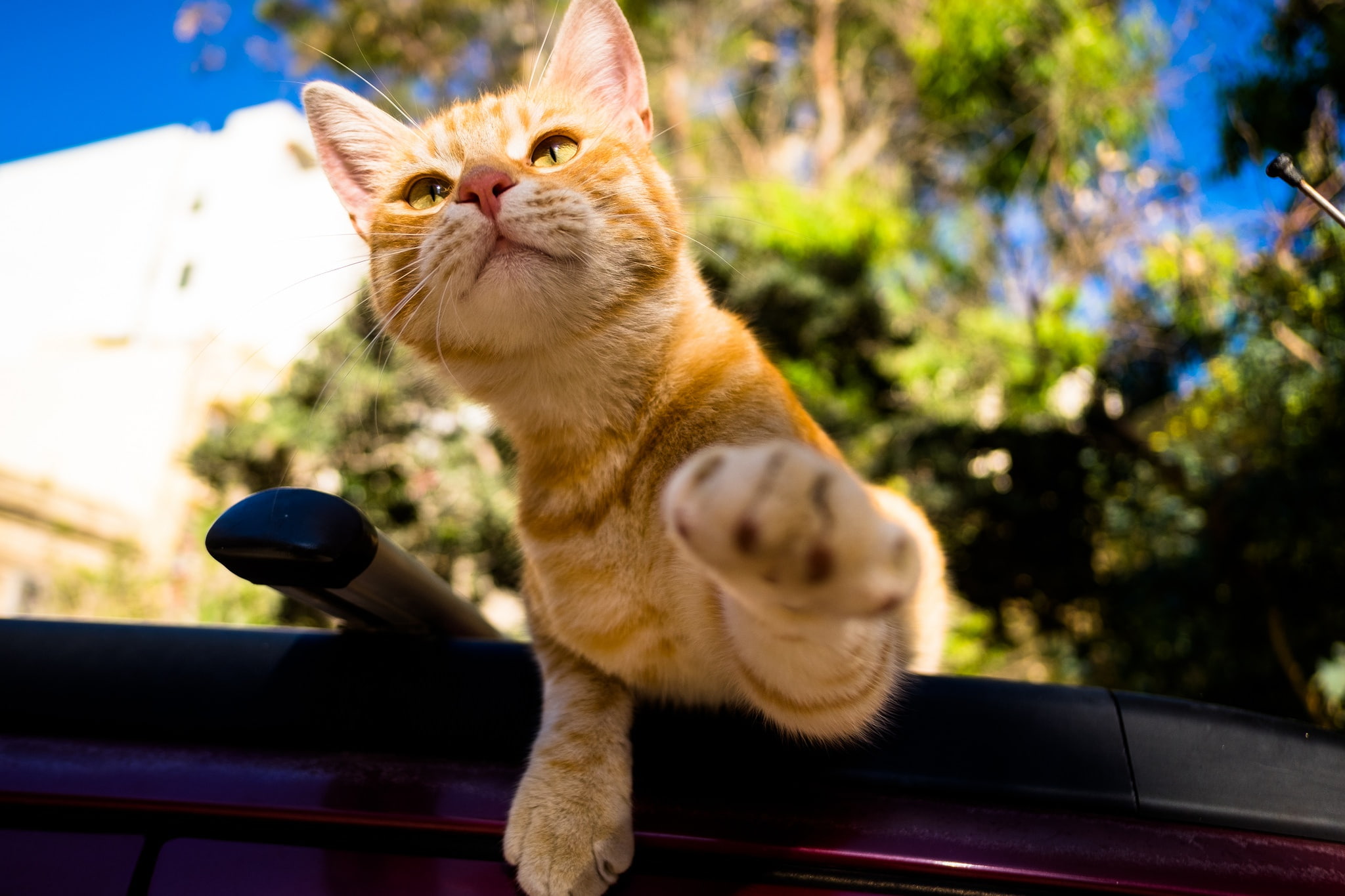x, animals, art, cat, hd, 2048x1365 px, px, celebrity, 1080P, people, HD Wallpaper