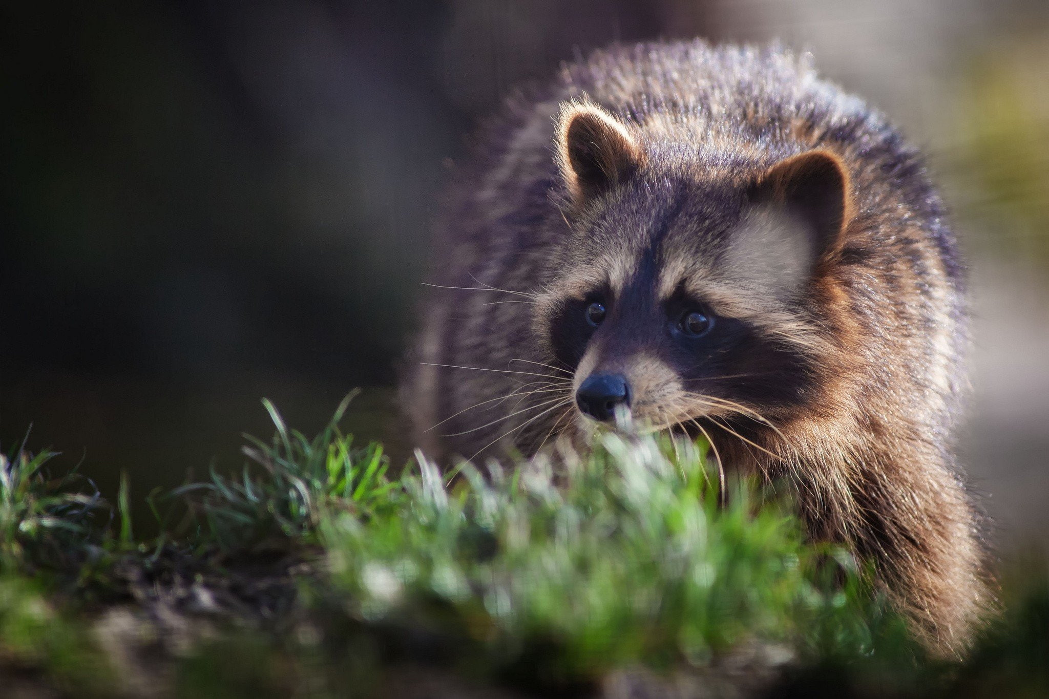 hair, religious, architecture, 1080P, outdoors, animal wildlife, plant, Raccoons, portrait, 2048x1365 px, animals in the wild, px, animal hair, no people, HD Wallpaper