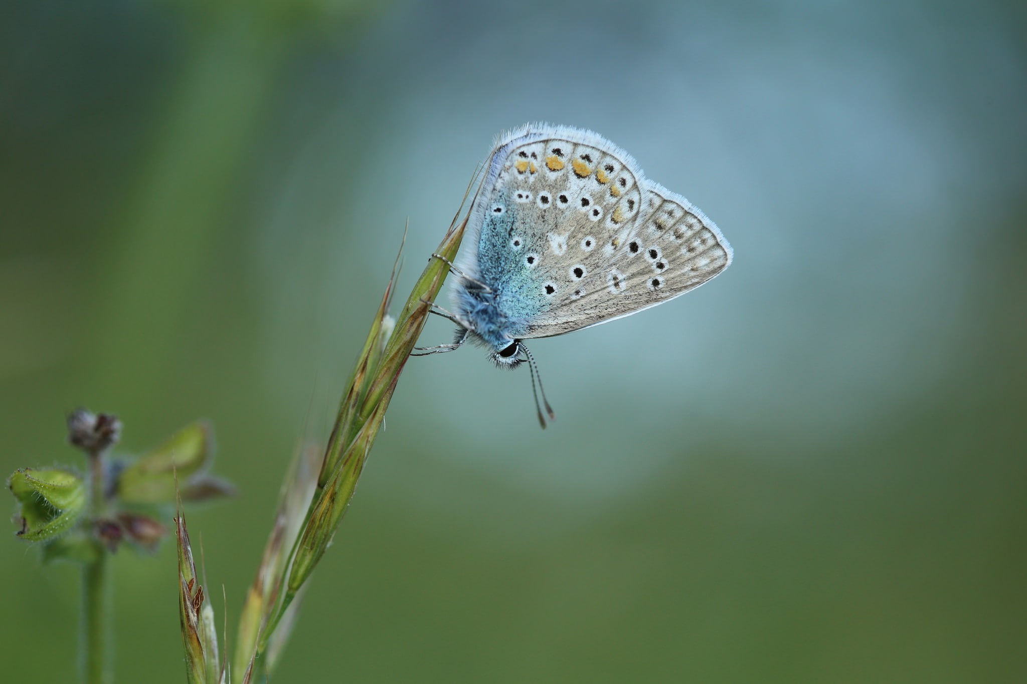 hd, 1080P, plants, px, nature, Butterfly, macro, x, photography, art, 2048x1365 px, HD Wallpaper