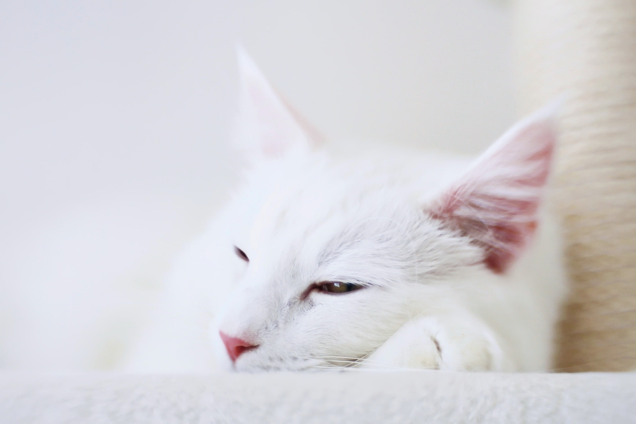 white, outer, 2048x1365 px, hd, animals, art, space, 1080P, px, cat, x, HD Wallpaper
