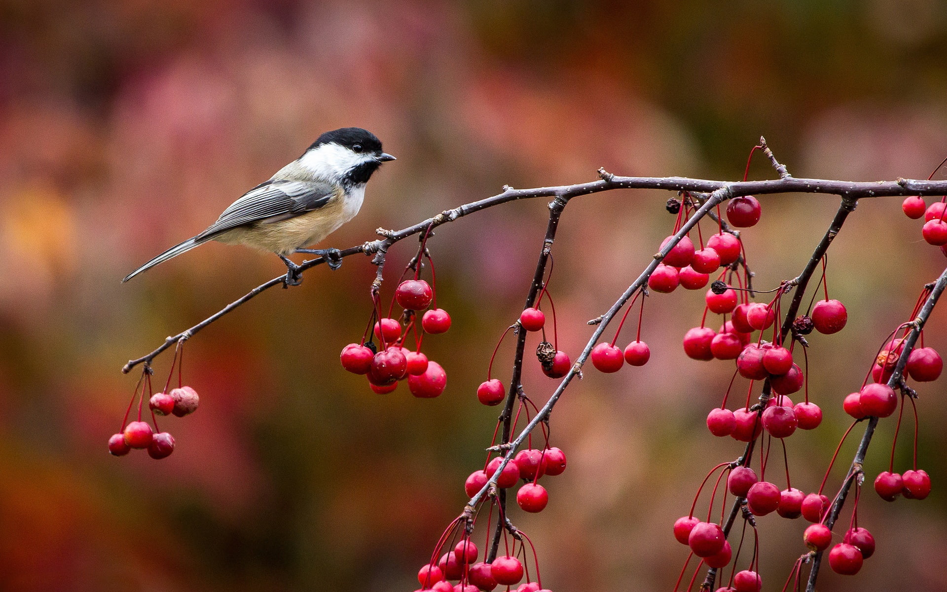 Berries, Chickadee, Autumn, Twig, 1080P, close, Birds, HD Wallpaper
