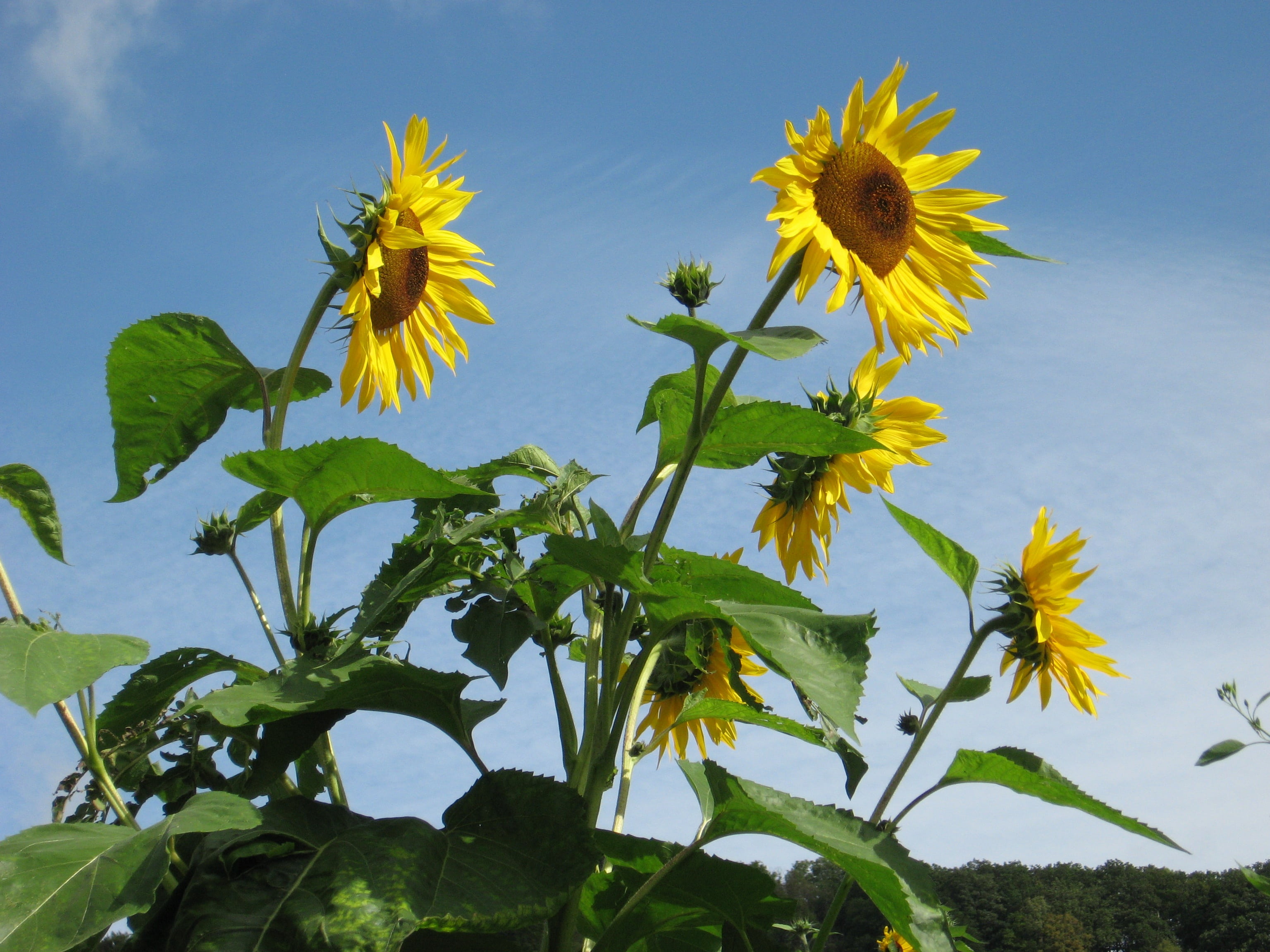 monets garden, petal, sky, plant part, giverny, plant, nature, 2K, no people, vulnerability, flower head, flower, sepal, outdoors, fragility, sunflower, HD Wallpaper