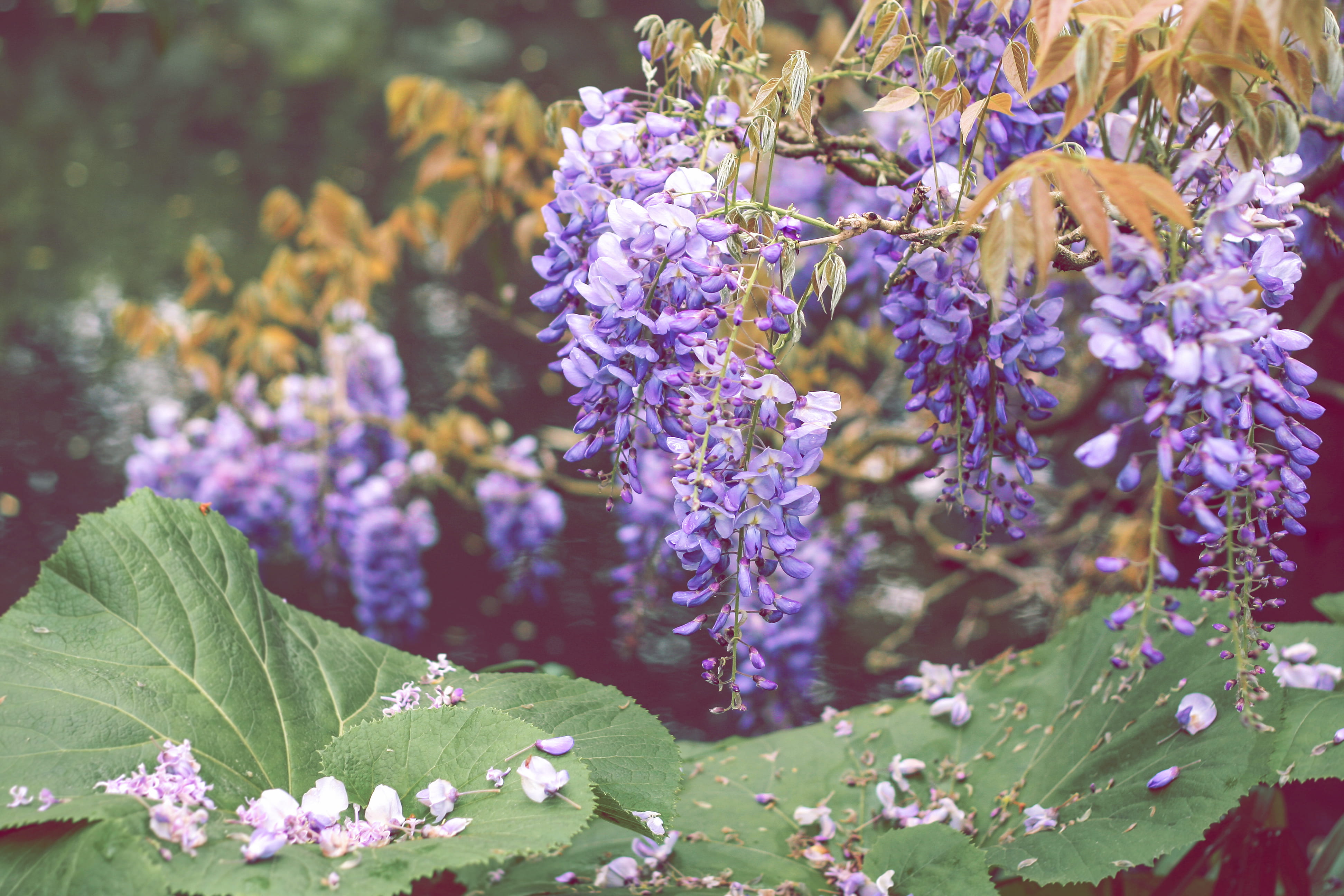 flowering plant, green, plant part, springtime, floral, purple, leaf, vulnerability, leafe, photography, plant, giverny, flower, wisterium, wisteria, petal, HD Wallpaper