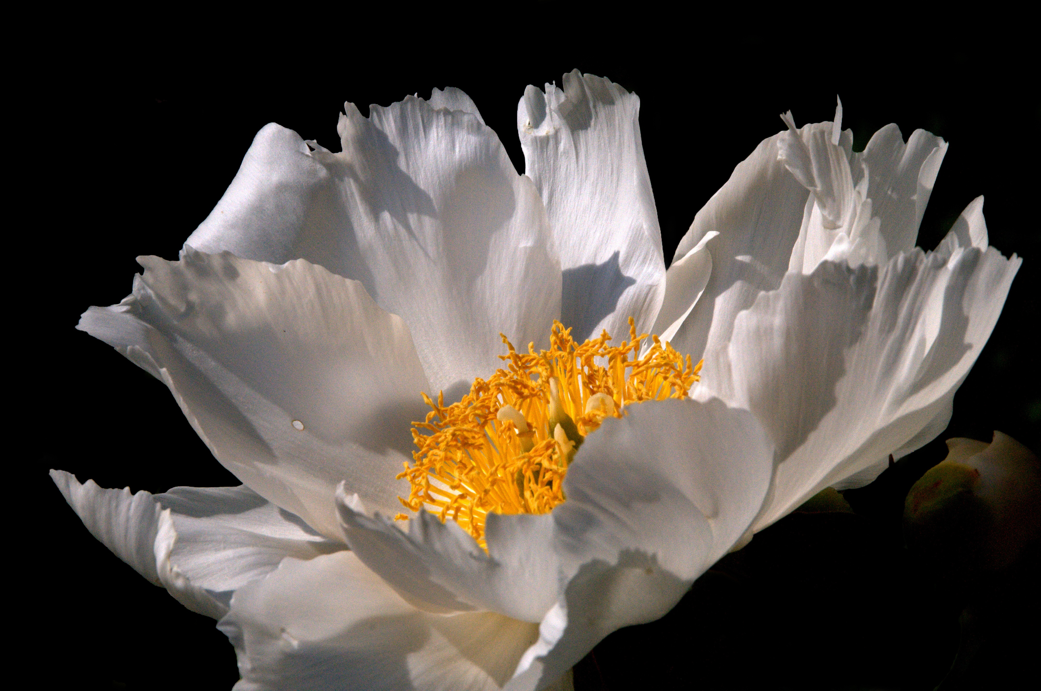 freshness, studio shot, poppy, vulnerability, white color, flowering plant, indoors, photography, pollen, inflorescence, plant, anemone, beauty in nature, HD Wallpaper