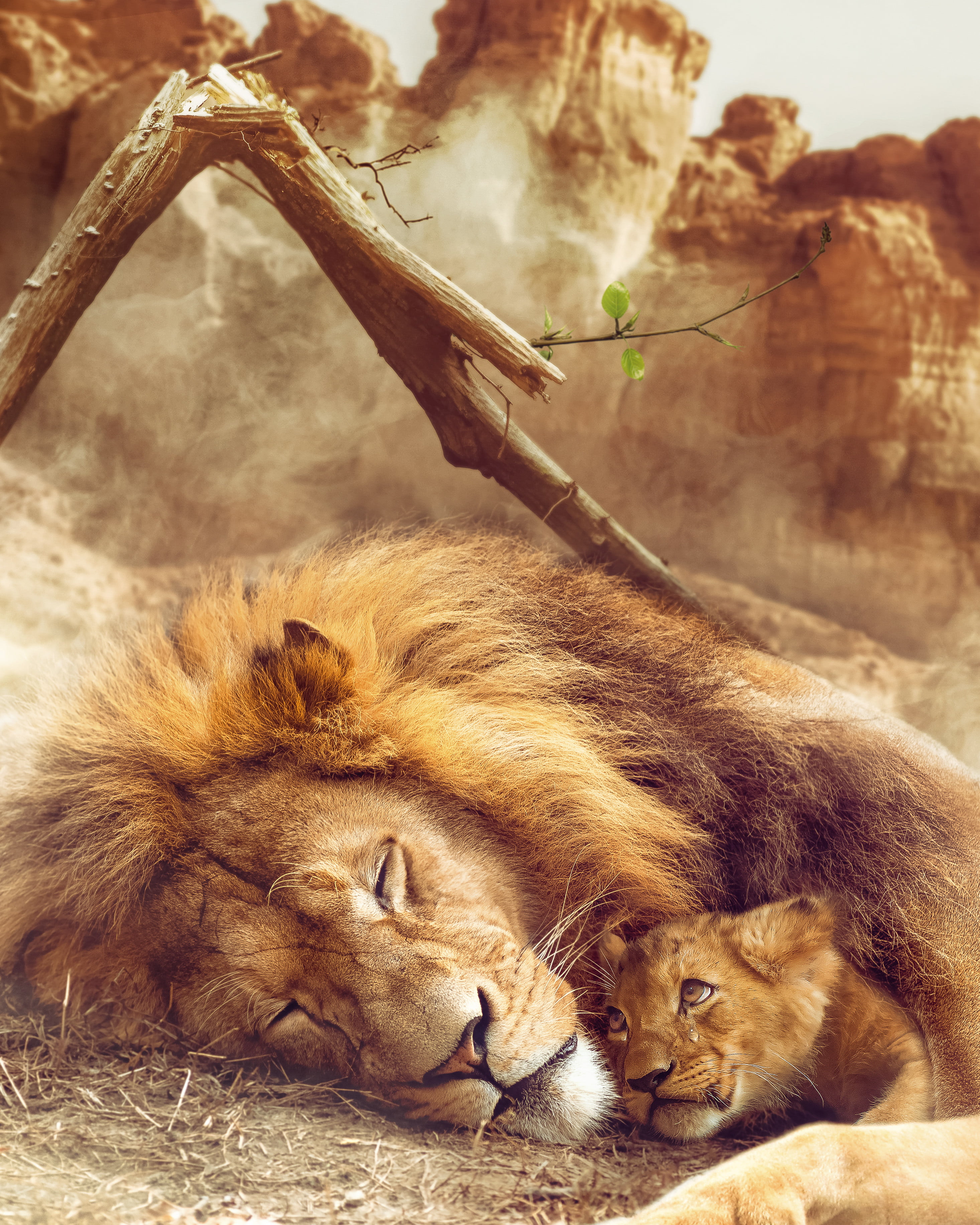orange eyes, CGI, digital art, desert, crying, artwork, portrait display, 2K, digital painting, fan art, lion, sad, 3D, Shaun Jonas, ArtStation, tree bark, Phone HD Wallpaper