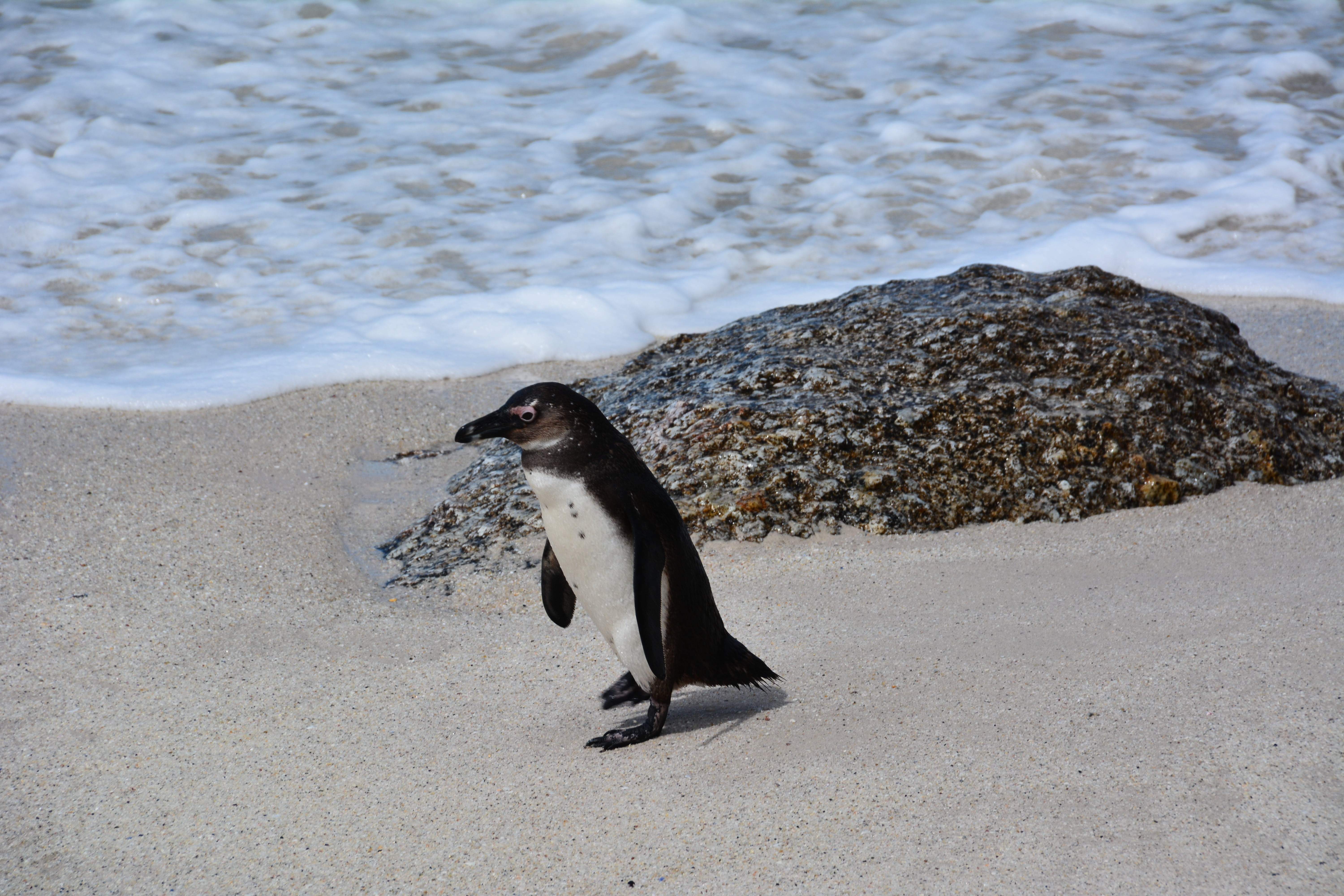 vertebrate, sea, bolders beach, beach, day, wave, marine, one animal, mammal, outdoors, sand, animal wildlife, motion, land, south africa, animals in the wild, HD Wallpaper