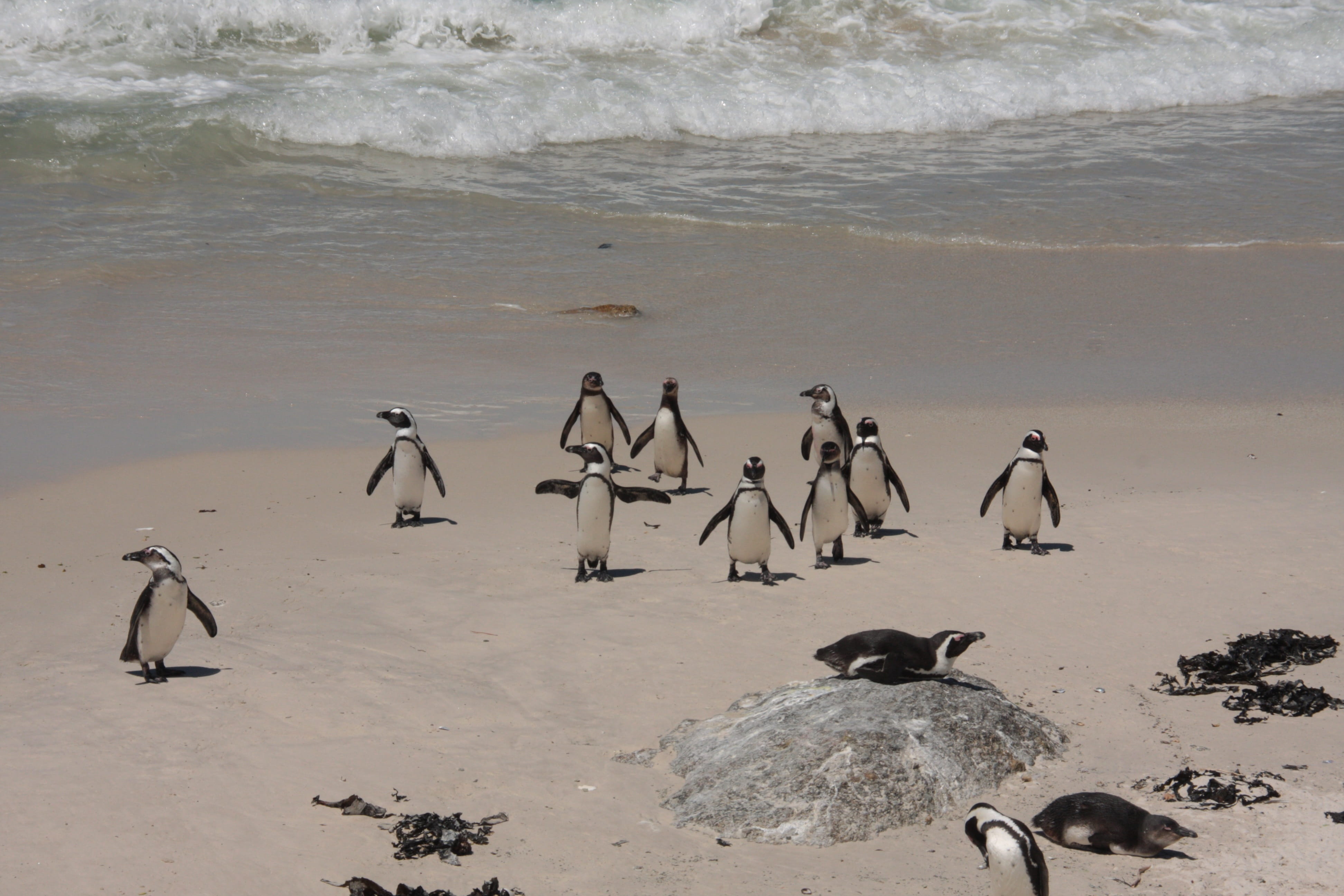 group of animals, bolders beach, animals in the wild, animal themes, Penguins, sand, sea, vertebrate, bird, penguin, nature, high angle view, animal wildlife, HD Wallpaper