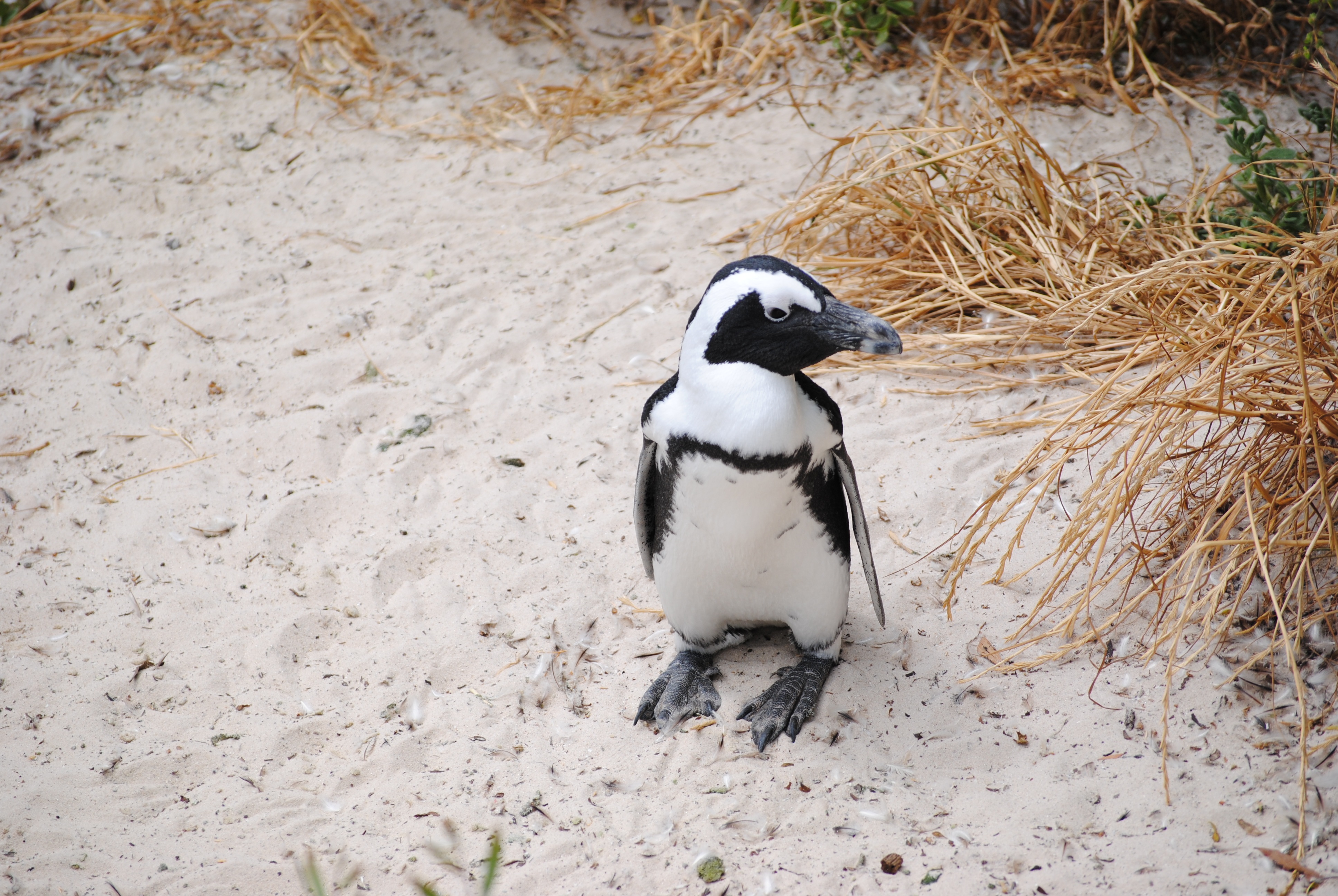 cape town, high angle view, day, animal themes, beach, white color, one animal, bolders beach, wildlife, bird, beak, 4K, penguin, black color, vertebrate, HD Wallpaper