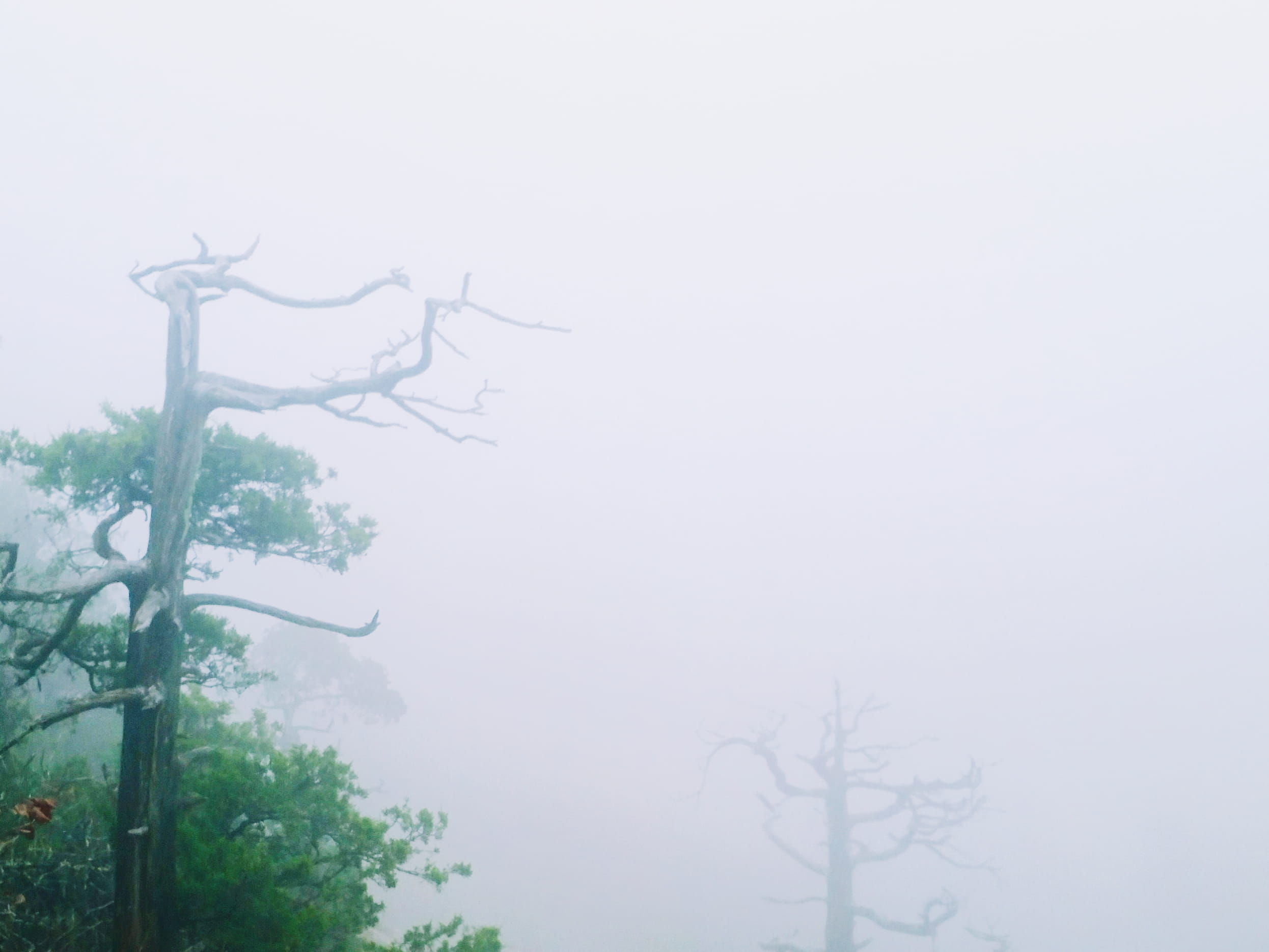 mountain, fog, day, copy space, tree, hazy, trees, tranquil scene, nature, outdoors, pine, scenics - nature, plant, sky, growth, no people, 577 lodge dr, HD Wallpaper