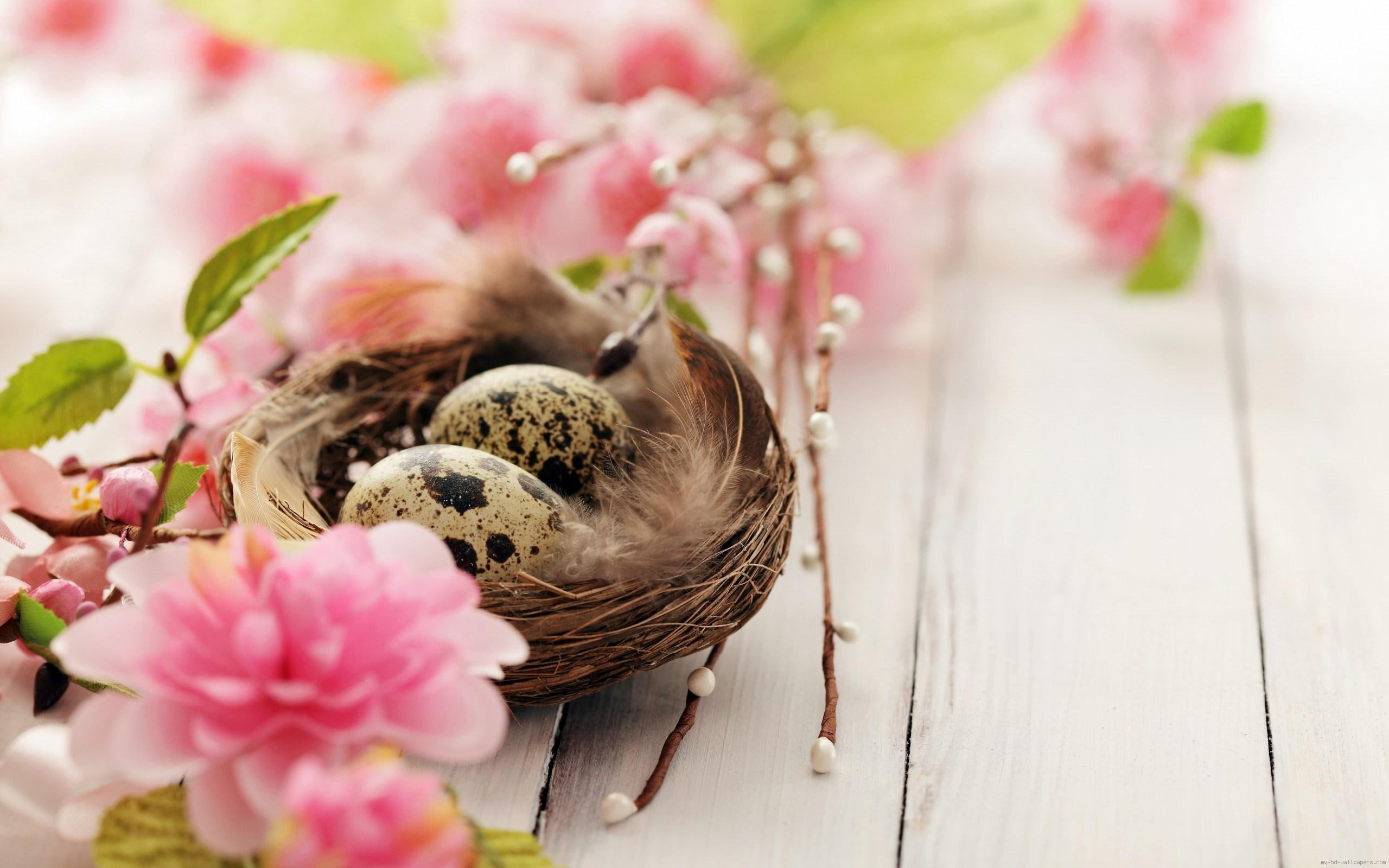 flowers, diverse, quail, bird, nest, pink, 2K, egg, flower, nature, eggs, HD Wallpaper