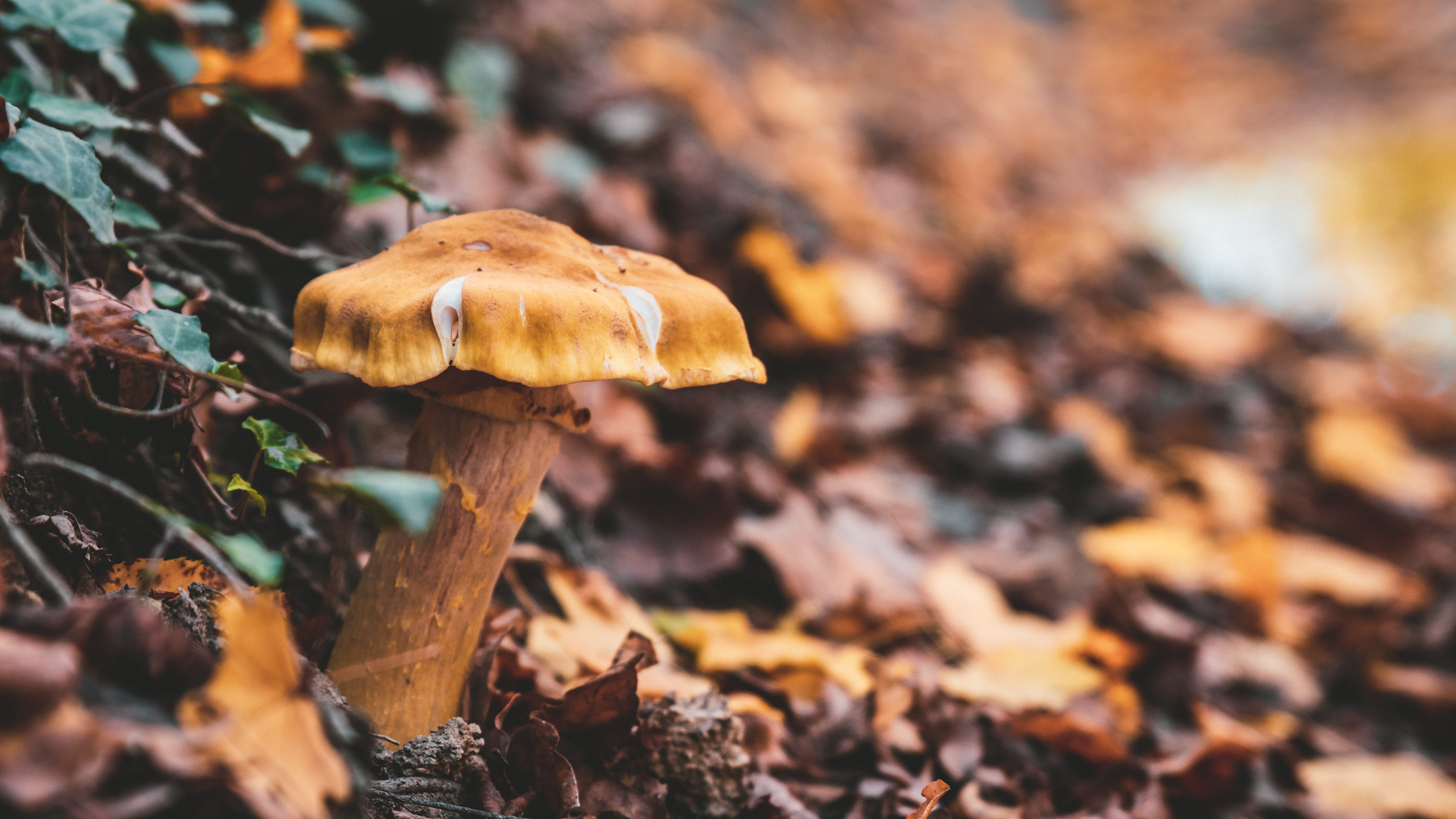 vulnerability, outdoors, surface level, day, plant part, beauty in nature, mushroom, toadstool, closeup, leaf, no people, mashroom, amanita, forest, close-up, HD Wallpaper