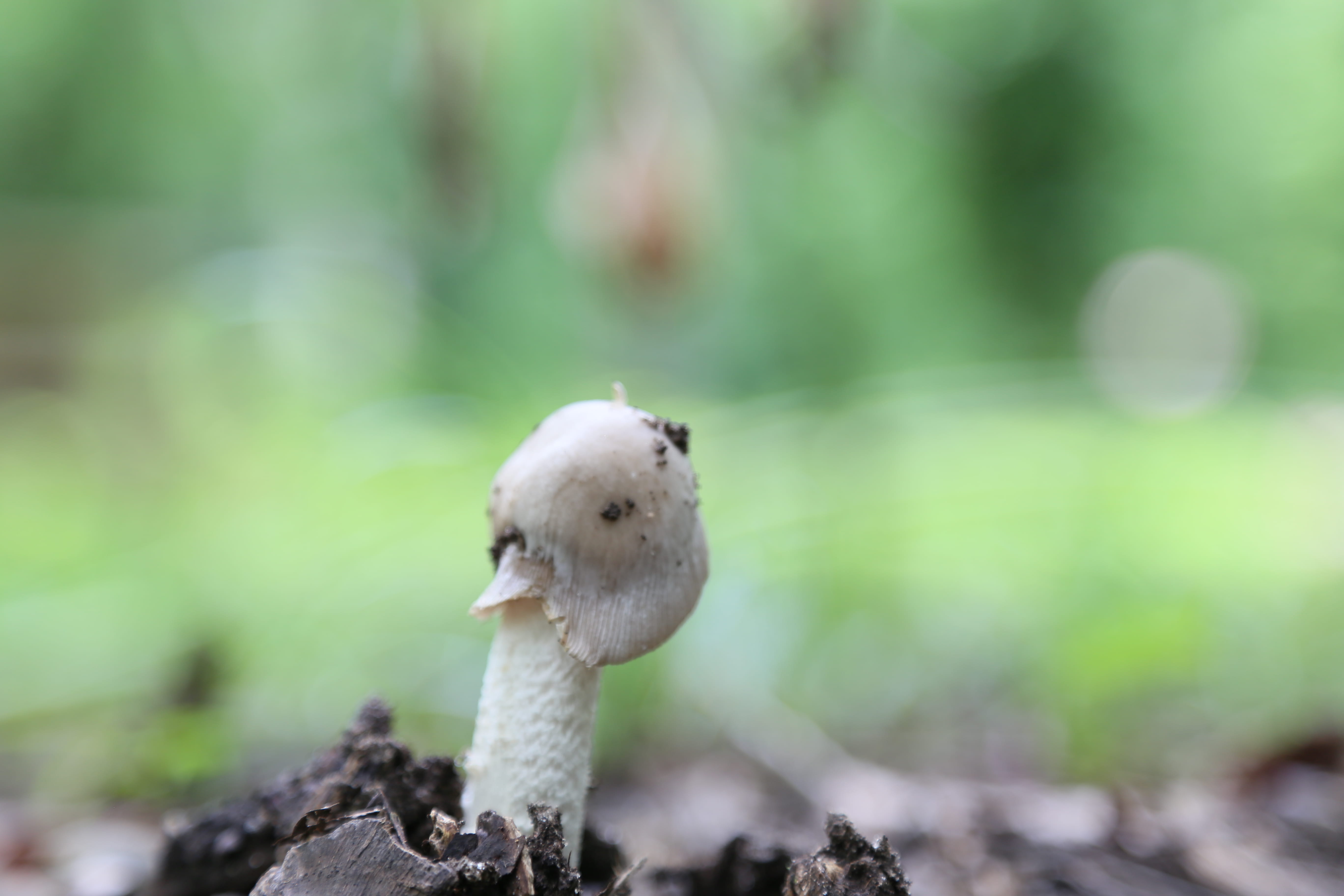 growth, toadstool, land, mushroom, 5K, vulnerability, food, day, life, tree, beginning, outdoors, hope, focus on foreground, close-up, fungus, plant, new harmony, HD Wallpaper