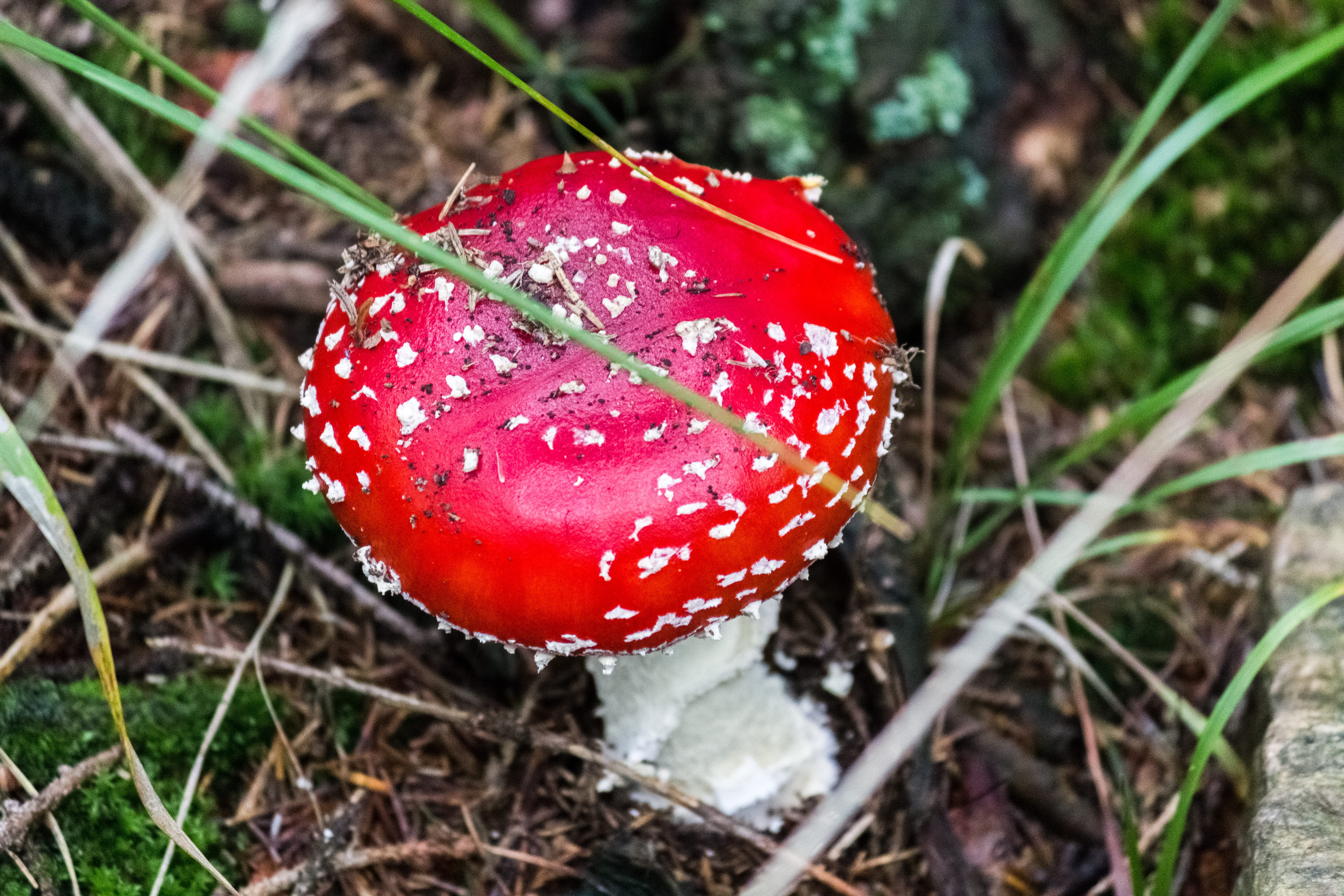 poisonous, nature, outdoors, 5K, mushroom, fungus, beauty in nature, toadstool, field, macro, vegetable, freshness, mashroom, fly agaric mushroom, plants, HD Wallpaper