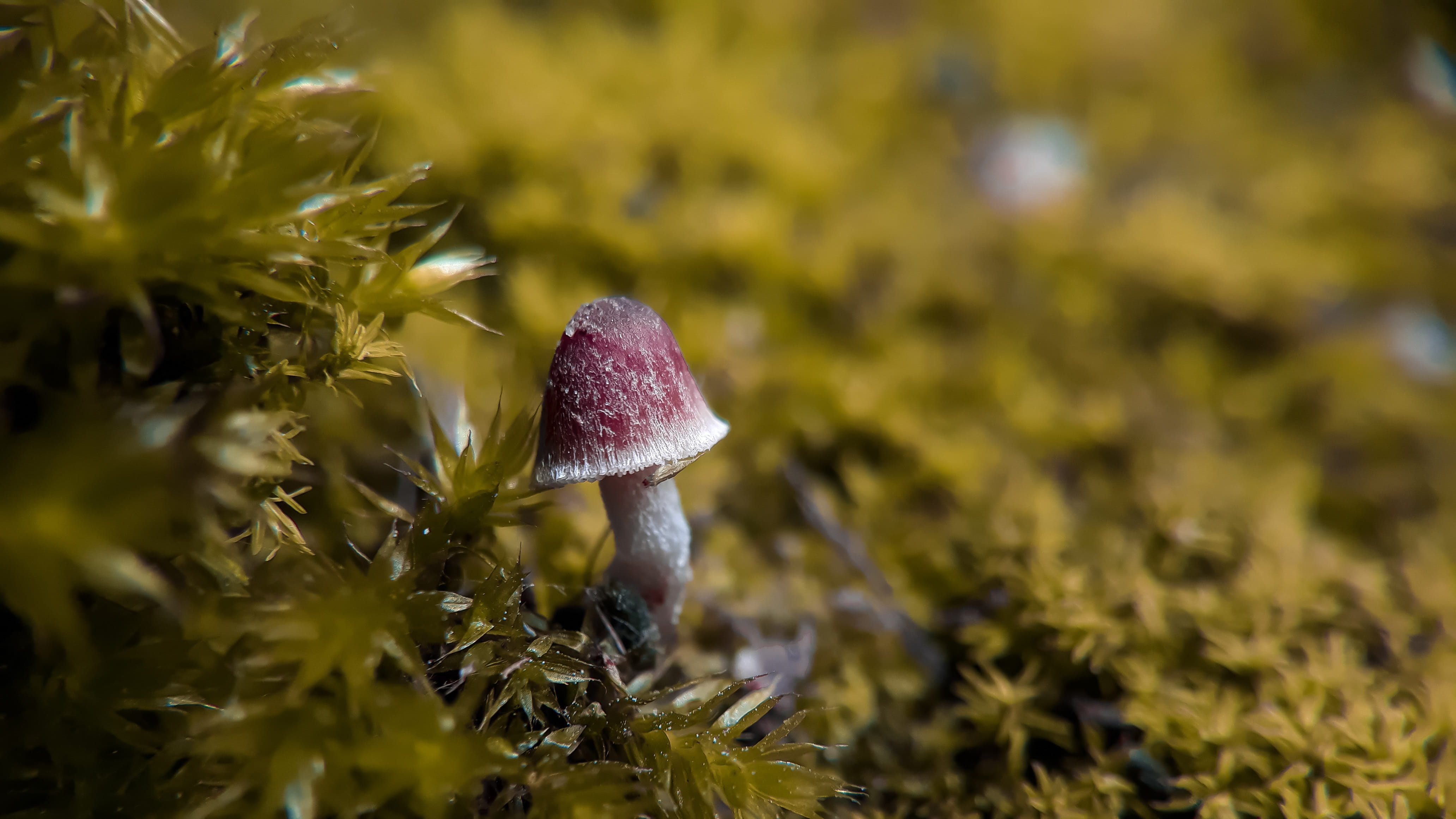 boletus, plant, vulnerability, toadstool, land, freshness, day, red, outdoors, no people, fungus, selective focus, fragility, vegetable, food, pretty, close-up, HD Wallpaper