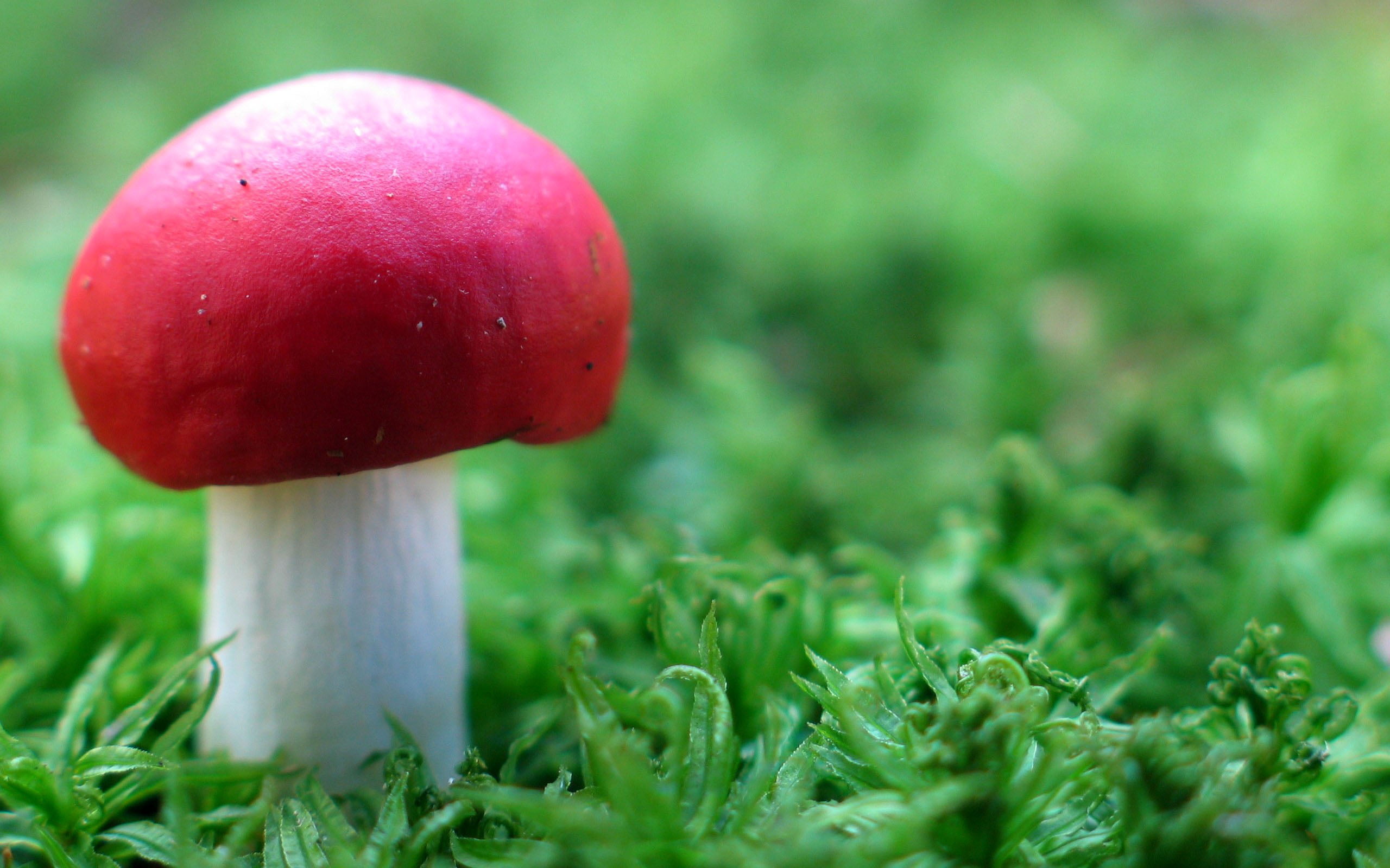 mushroom, 2K, hd nature, growth, toadstool, land, Nature, beautiful nature, healthy eating, wellbeing, field, no people, white, selective focus, HD Wallpaper