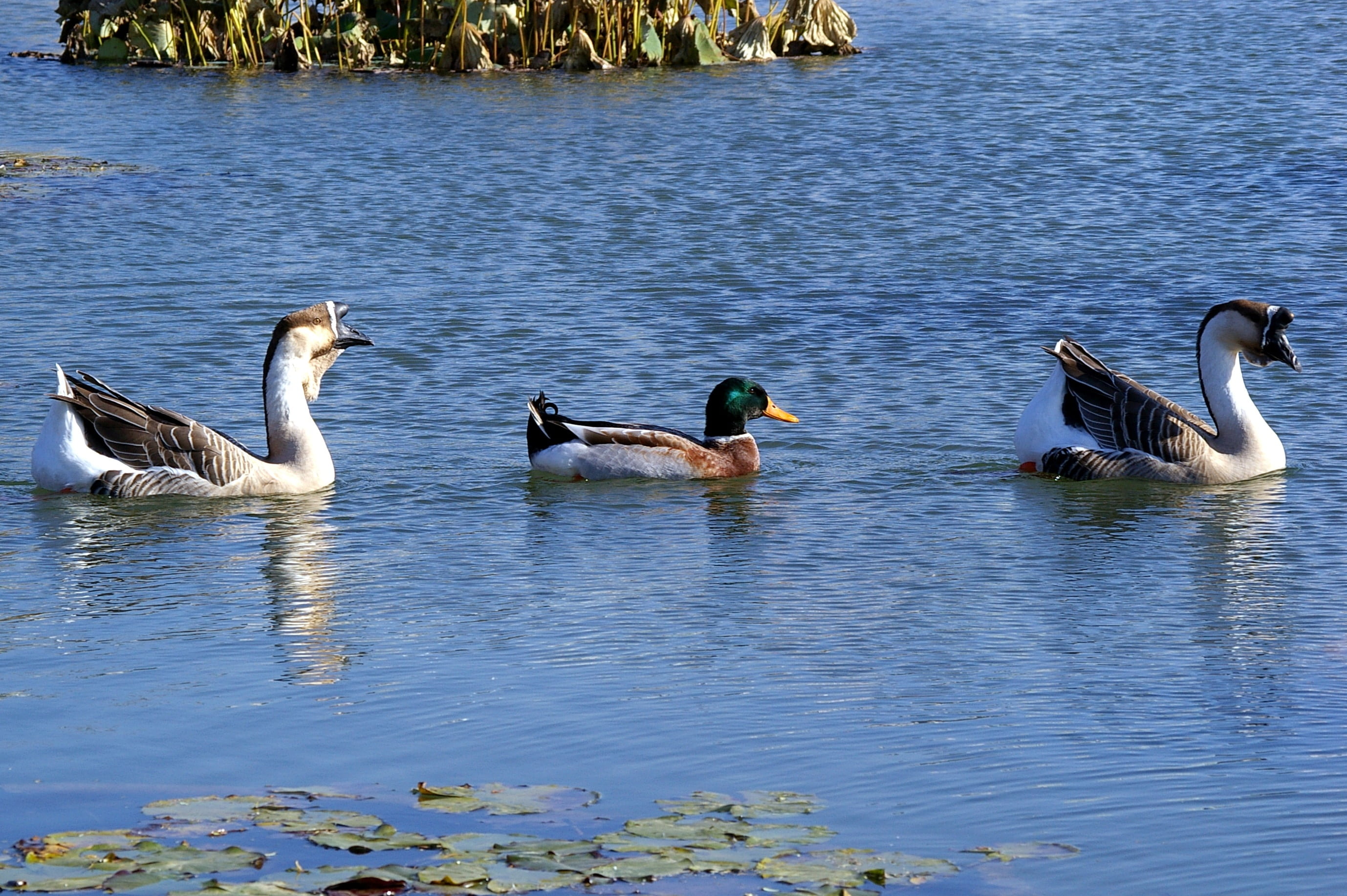day, mallard duck, nature, group of animals, protection, animal, wildlife, parenting, water, outdoors, family, waterfront, multicultural, animals in the wild, HD Wallpaper