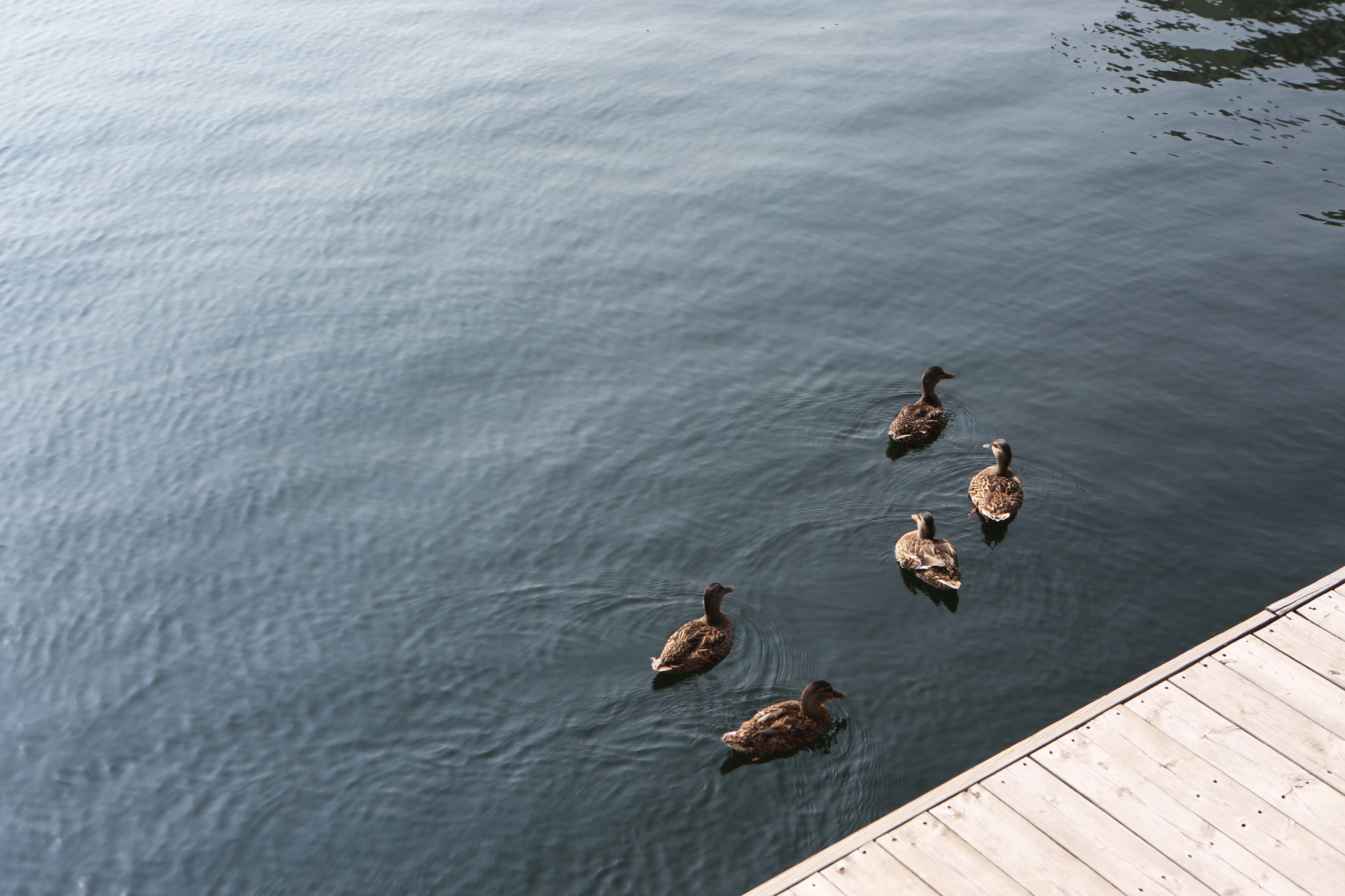 5K, water, nature, five, animal, no people, day, animal family, brown, floating on water, animals in the wild, near, outdoors, group of animals, female, HD Wallpaper